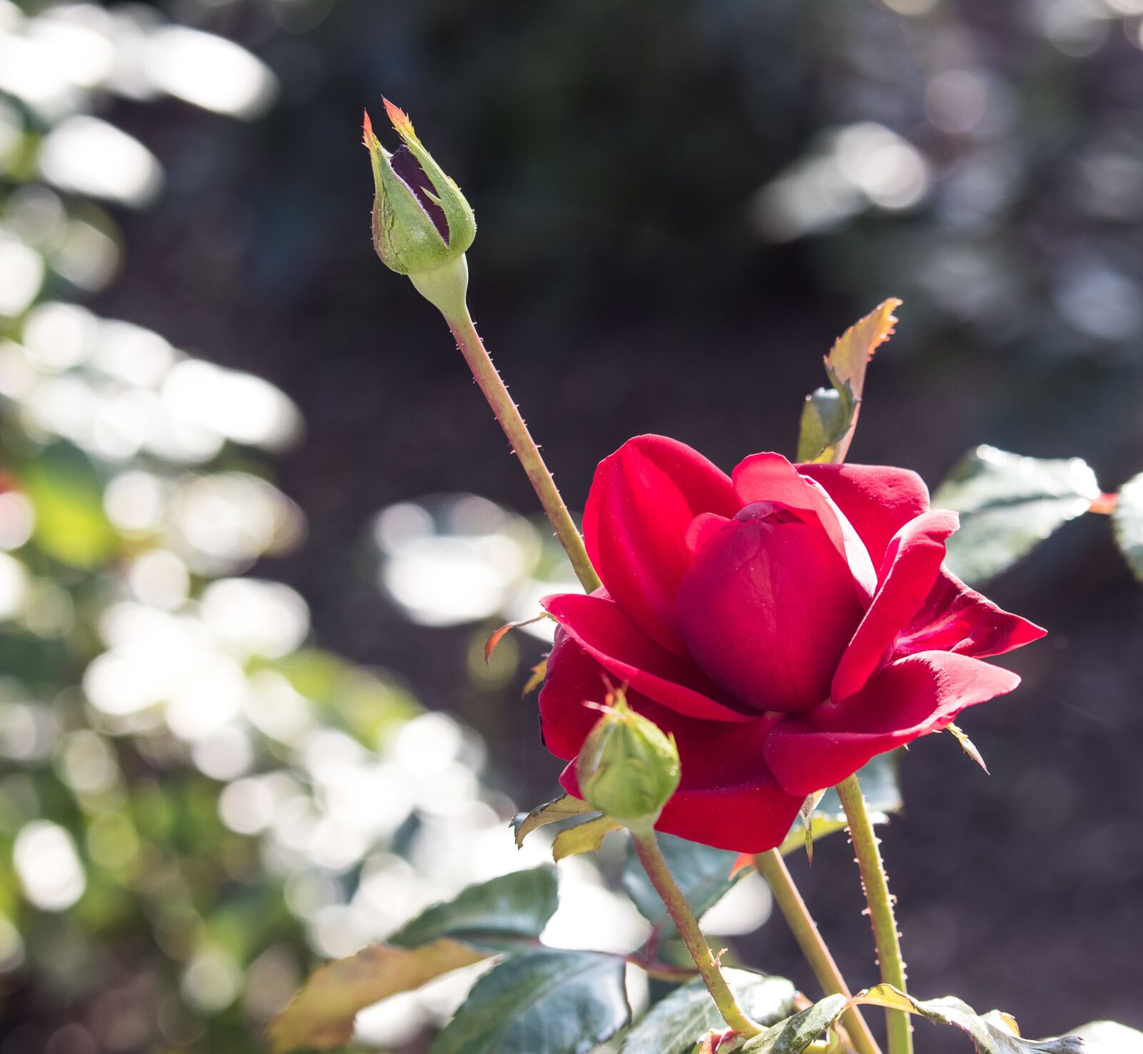 Canon EF-S 55-250mm F4-5.6 IS STM sample photo. Rose, blossom, bloom photography