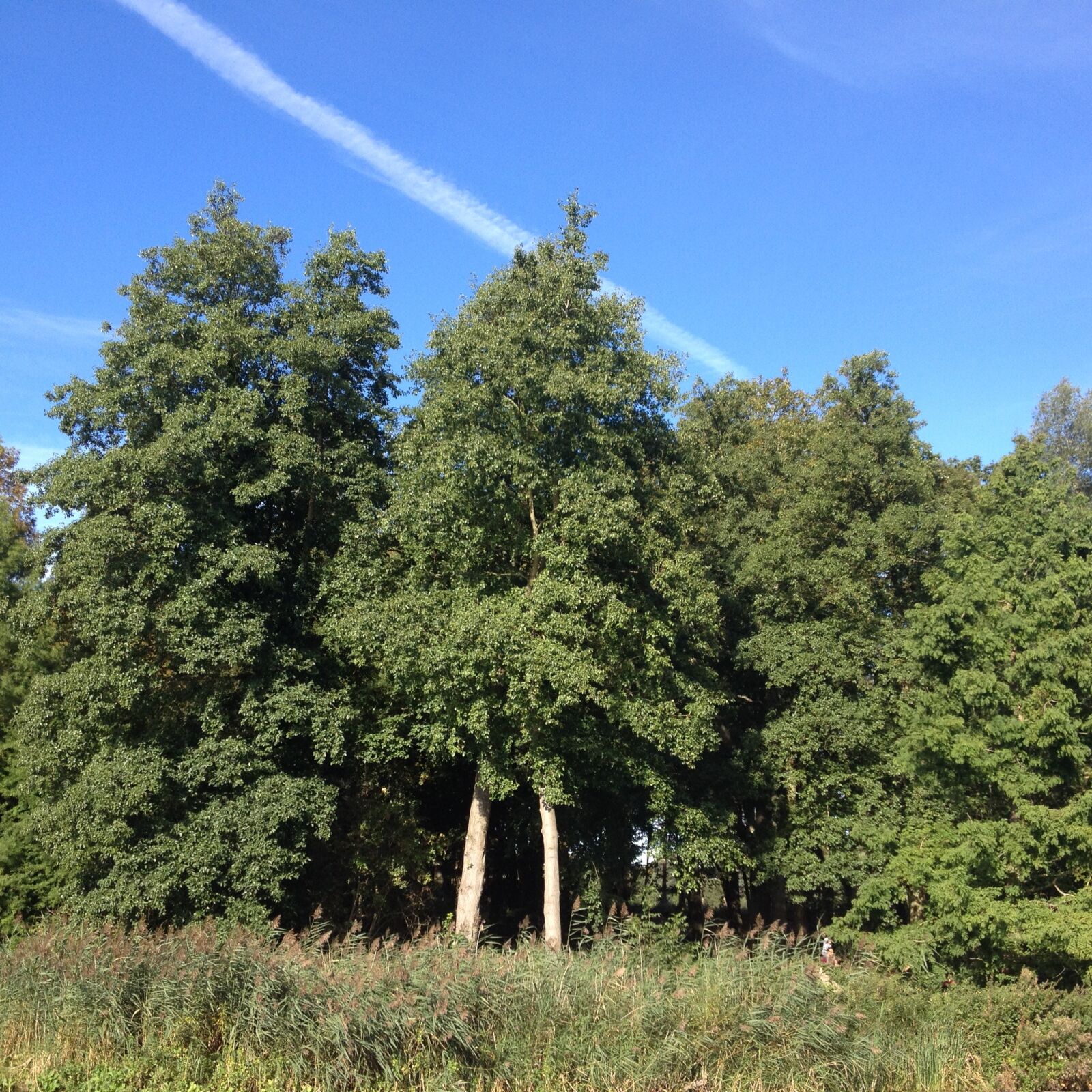 Apple iPhone 4S sample photo. Forest, trees, nature photography