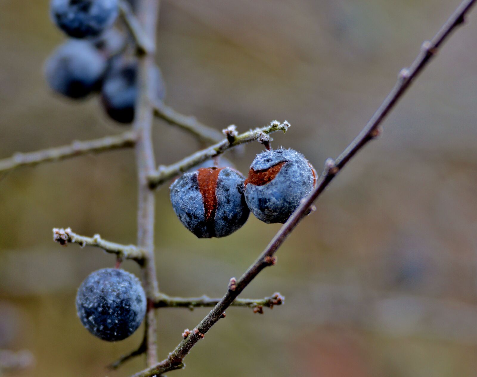 Nikon D600 sample photo. Blue berry, blue, berry photography