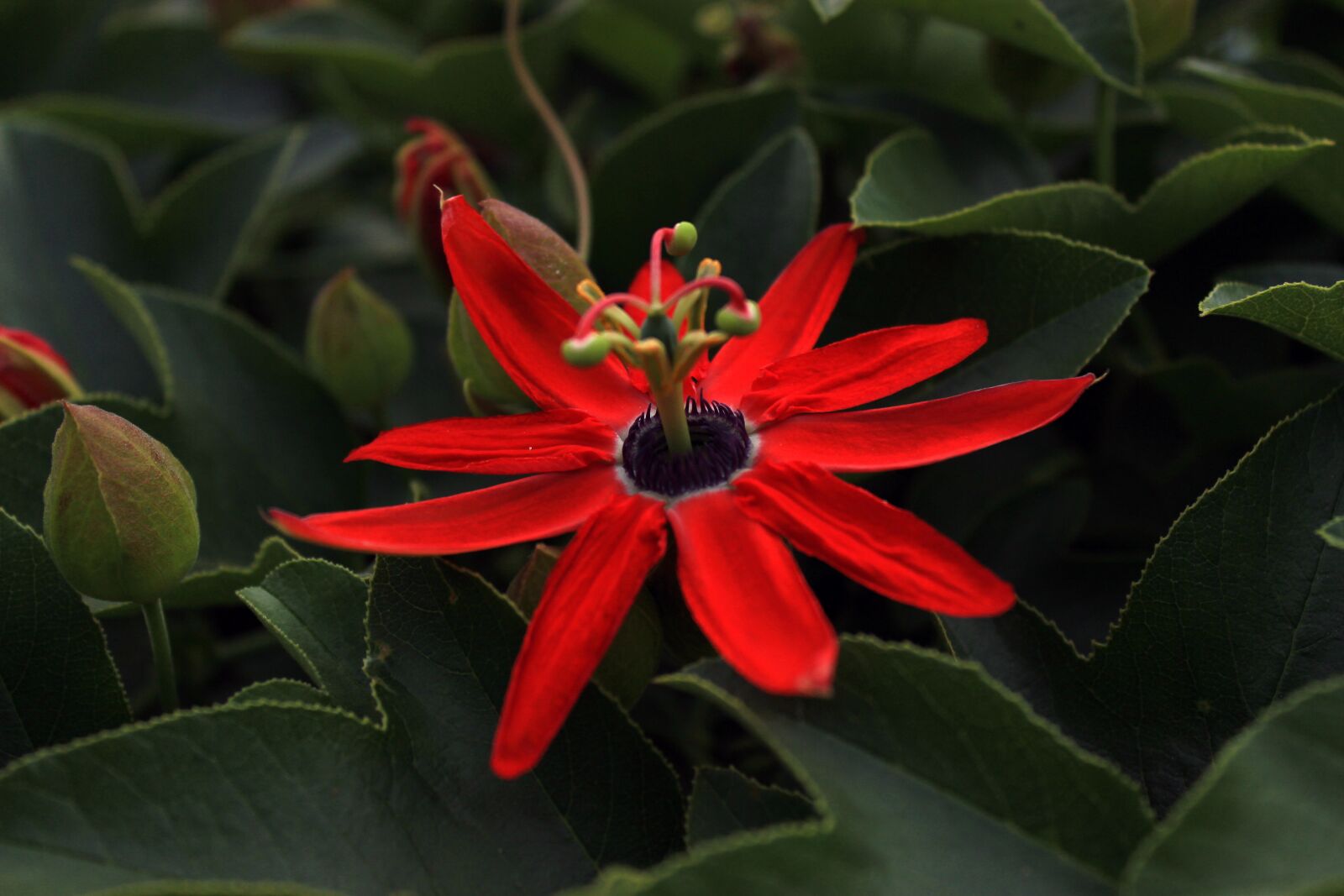 Canon EOS 600D (Rebel EOS T3i / EOS Kiss X5) sample photo. Flower, vegetation, nature photography