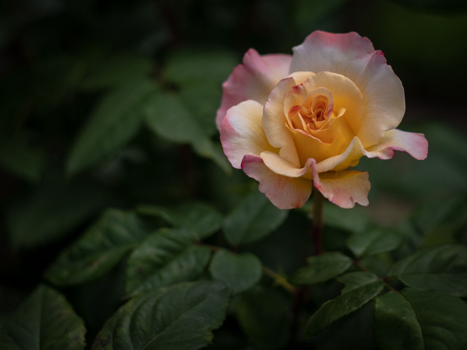 Fujifilm X-T2 + Fujifilm XF 56mm F1.2 R sample photo. Rose, bloom, flower photography