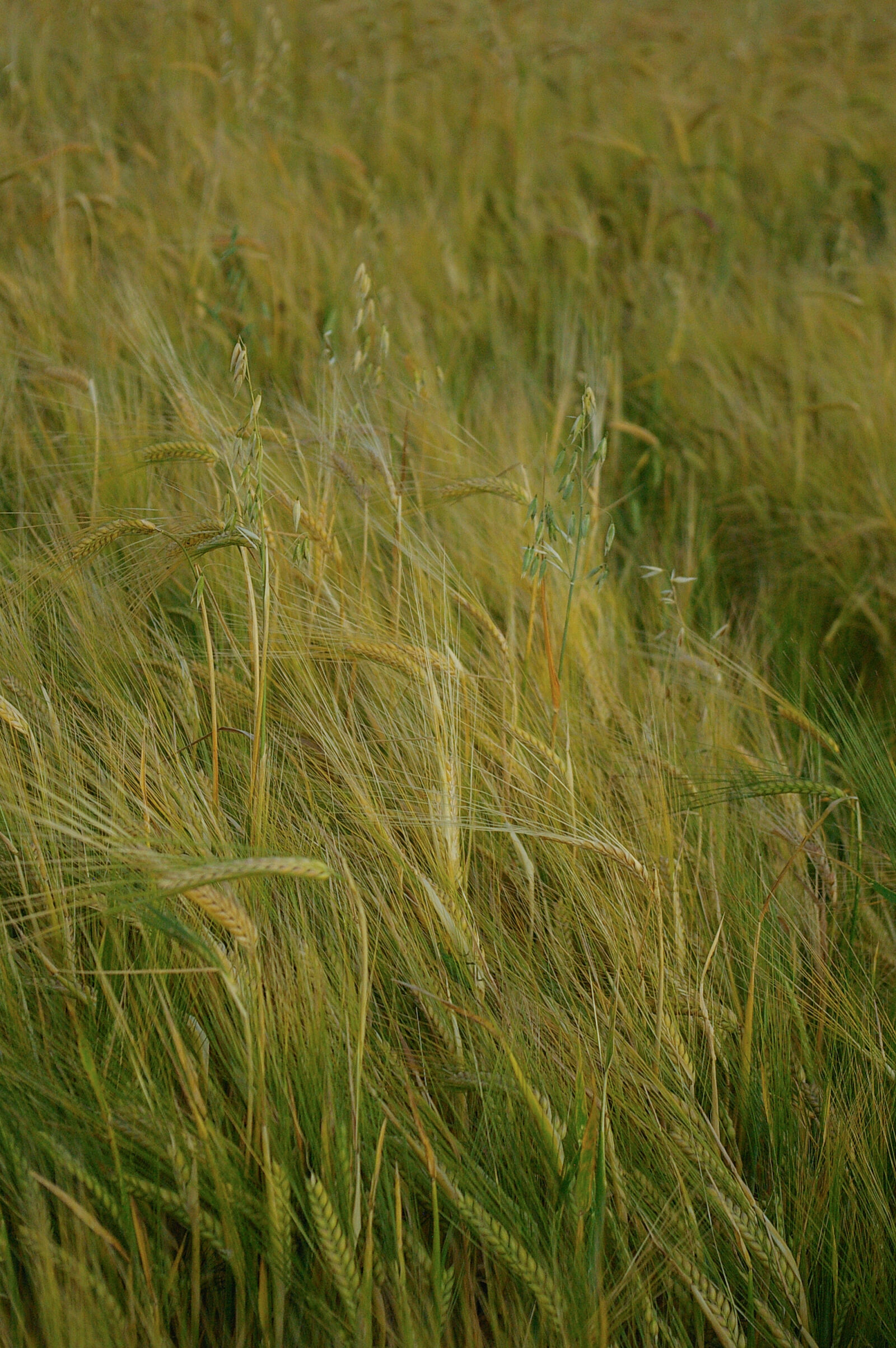Pentax *ist DS sample photo