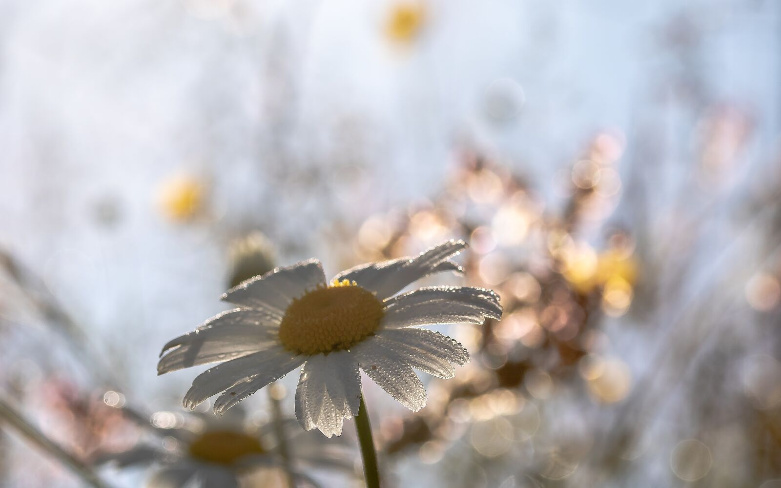 Canon EOS 750D (EOS Rebel T6i / EOS Kiss X8i) sample photo. Daisies, leucanthemum maximum, flowers photography