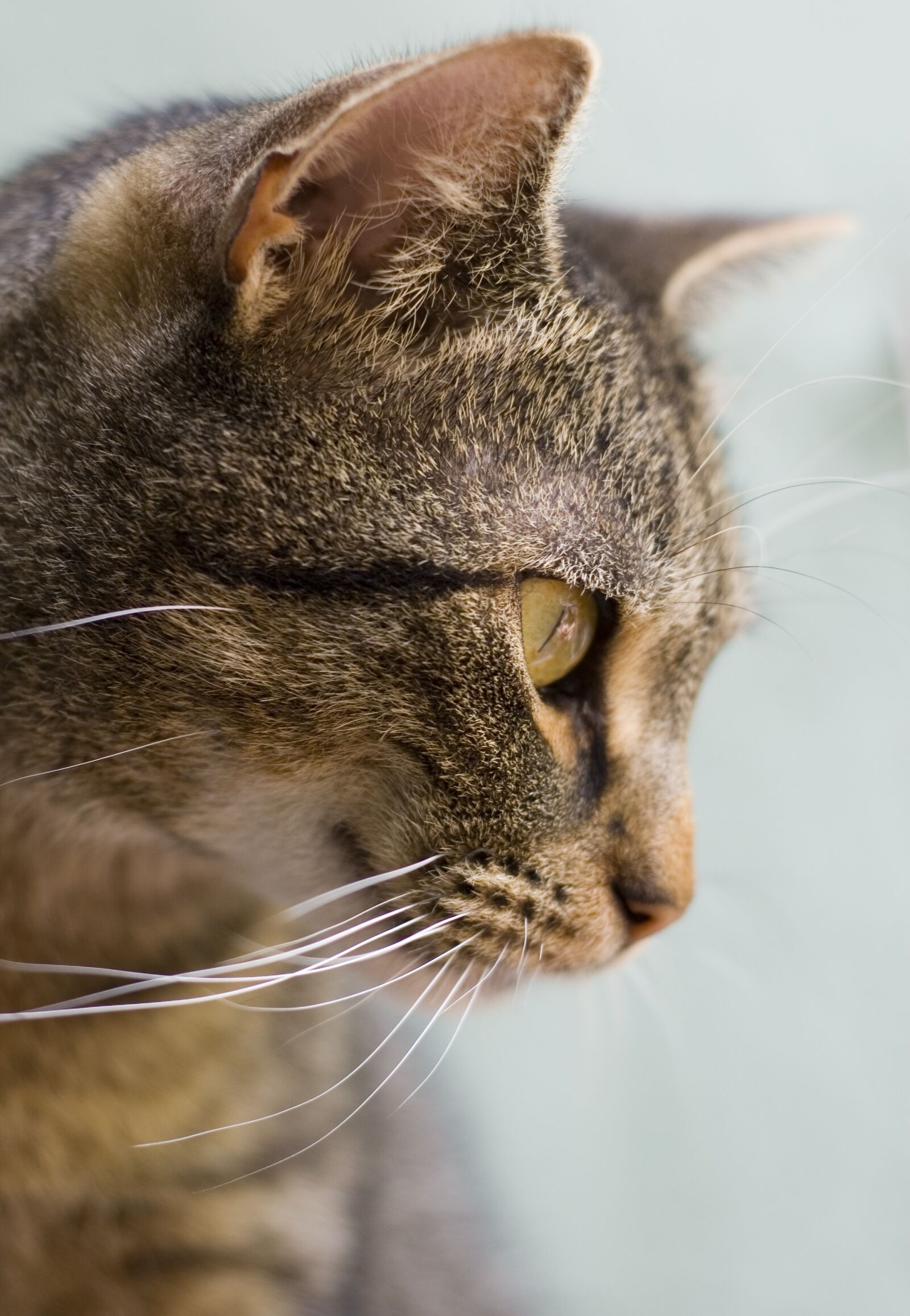 Nikon D50 sample photo. Cat, eye, animal photography