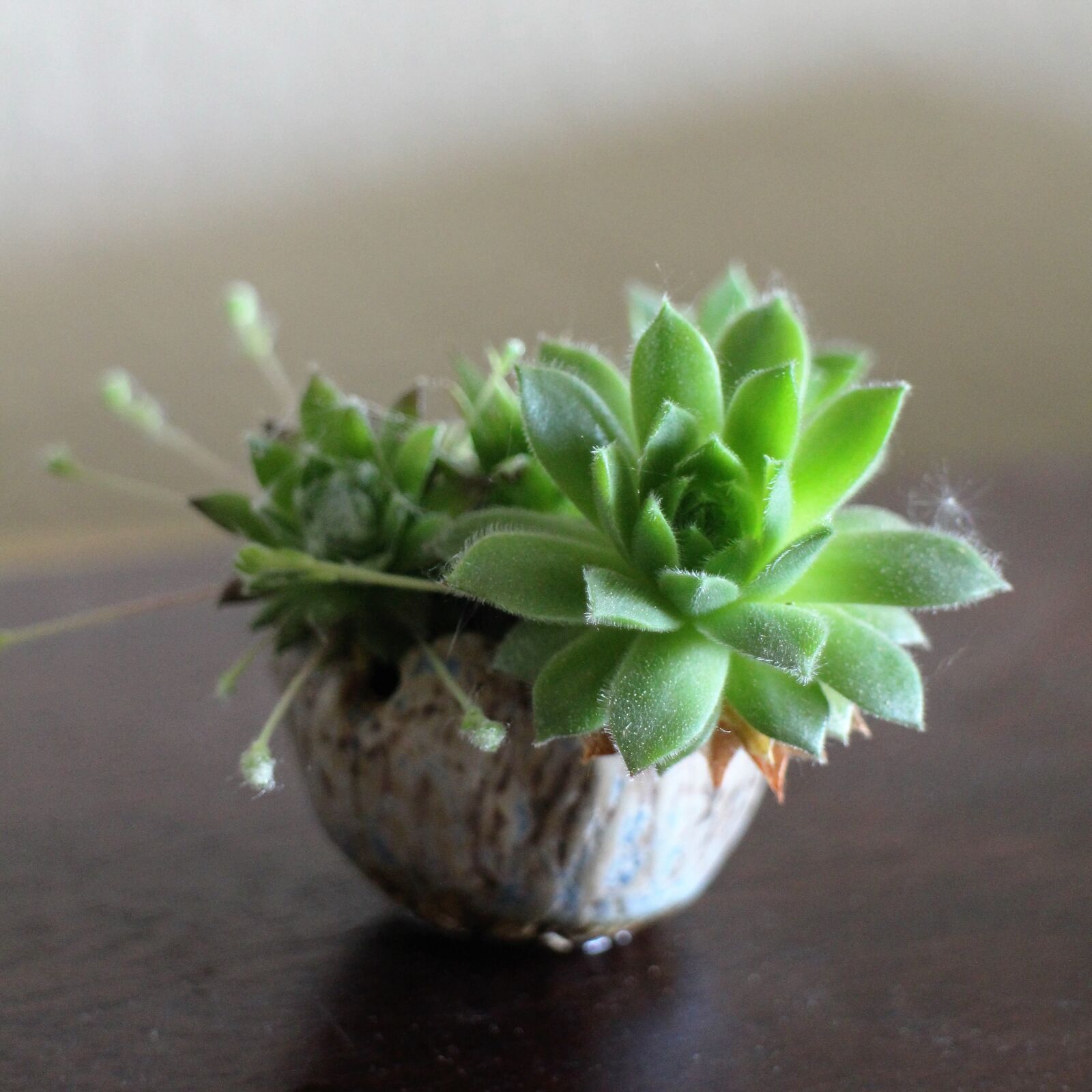 Canon EOS M sample photo. Houseleek, kusamono, bonsai photography