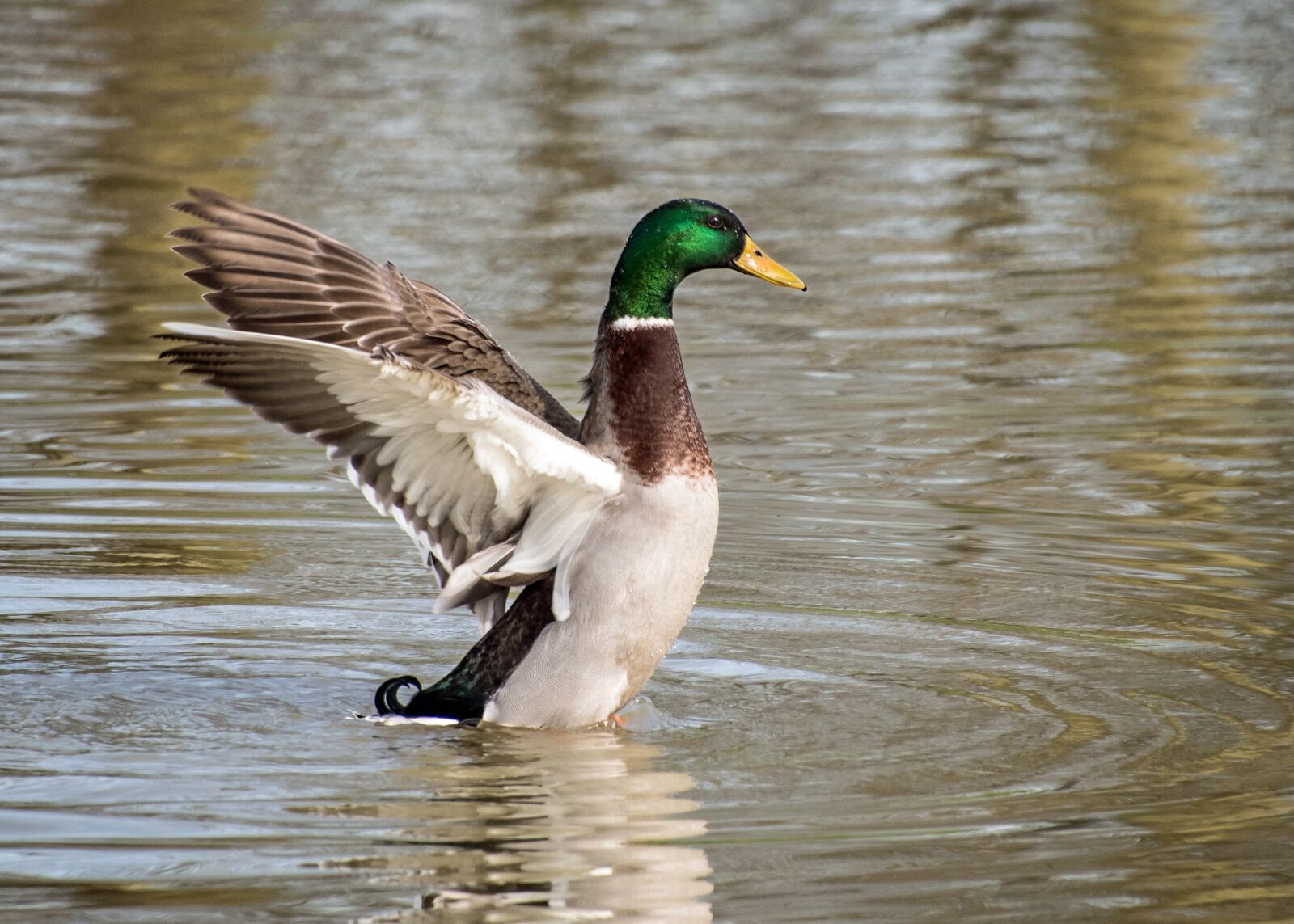 Nikon D500 sample photo. Duck, mallard, wing photography