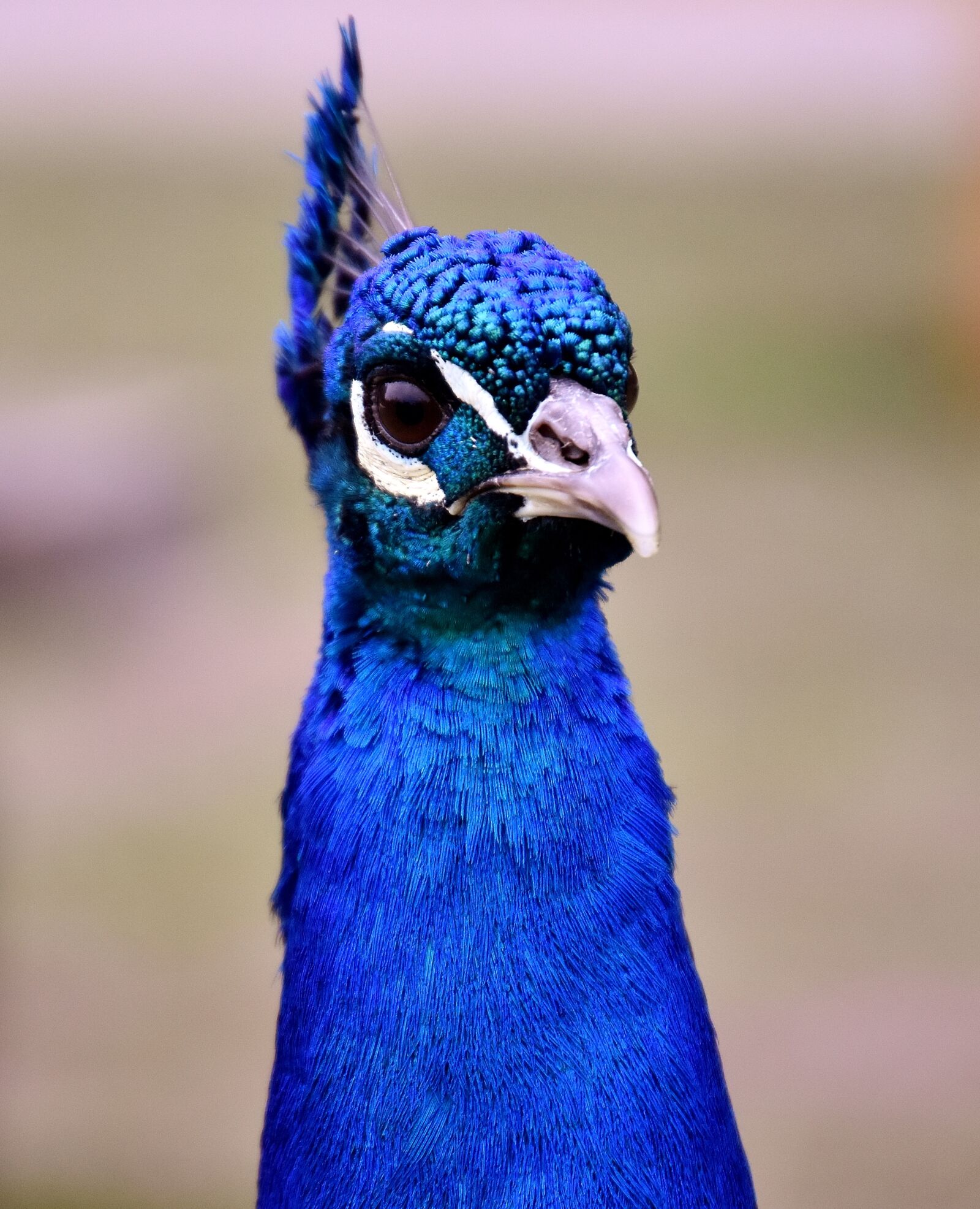 Nikon D7200 sample photo. Peacock, bird, poultry photography