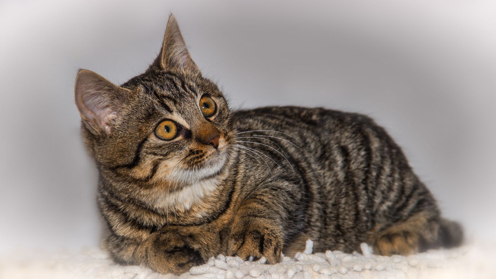 Canon EOS 600D (Rebel EOS T3i / EOS Kiss X5) sample photo. Cat, pet, animal photography