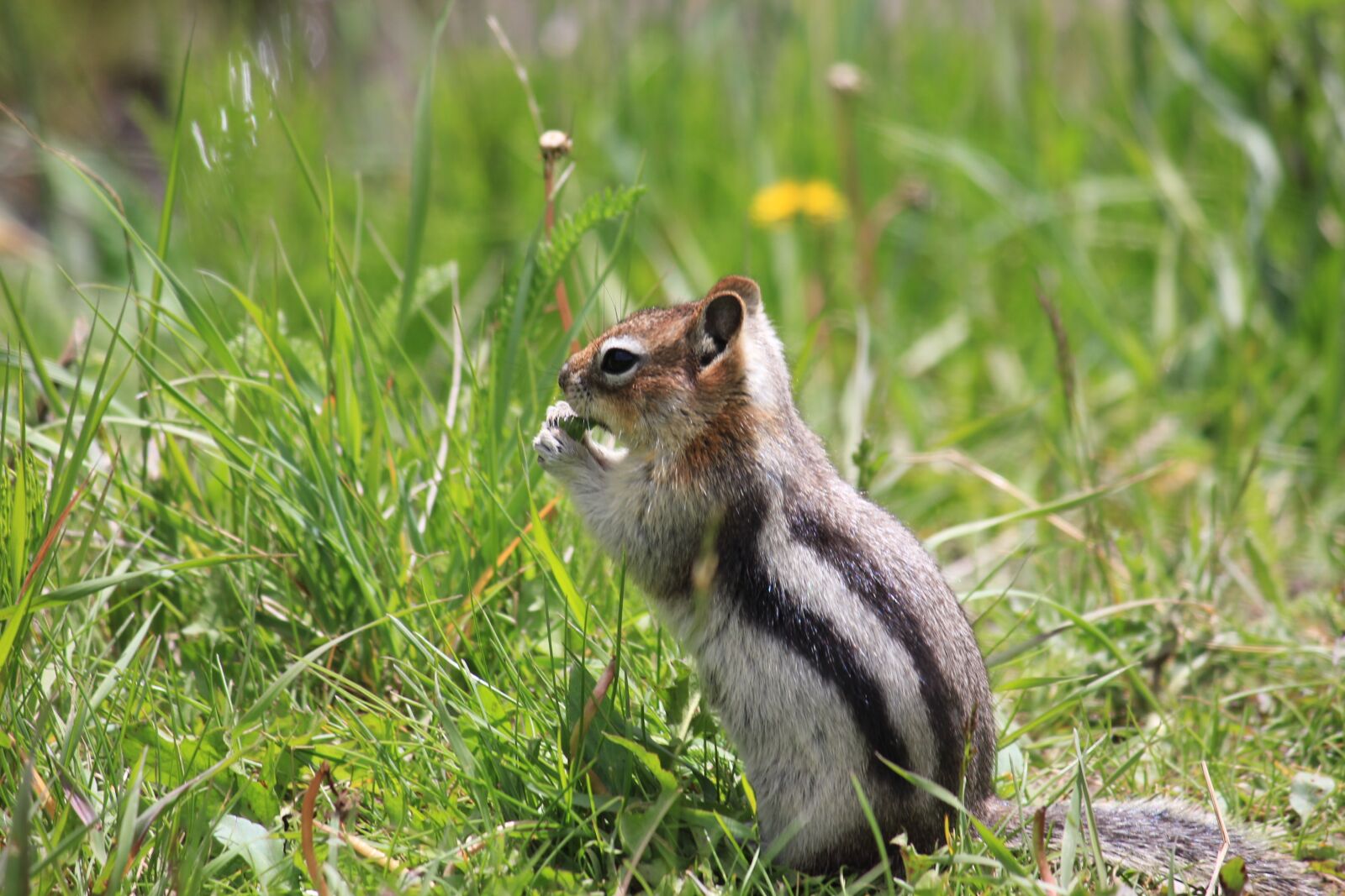 Canon EOS 550D (EOS Rebel T2i / EOS Kiss X4) sample photo. Chipmunk, canada, nature photography
