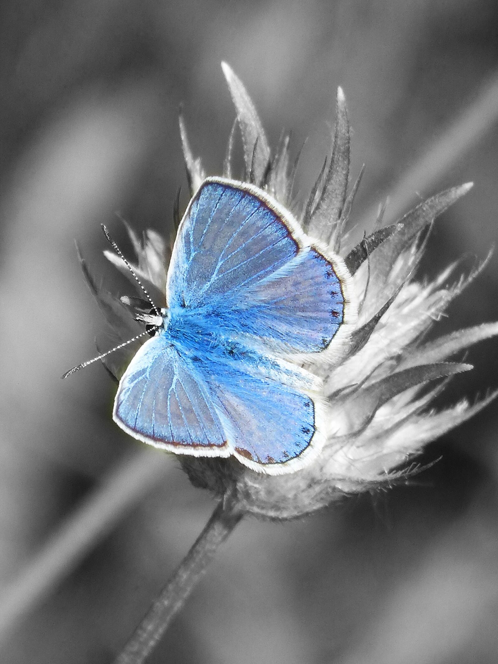 Panasonic DMC-FZ62 sample photo. Blue butterfly, blaveta, butterfly photography