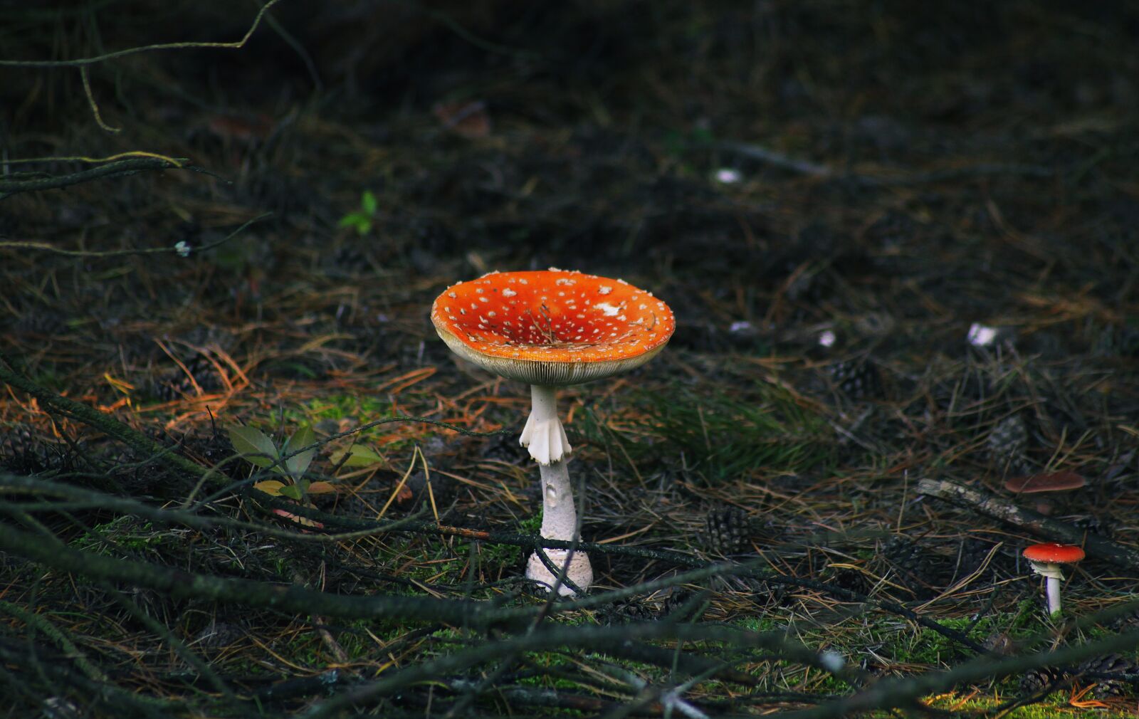 Canon EOS 50D sample photo. Amanita, mushroom, danger photography