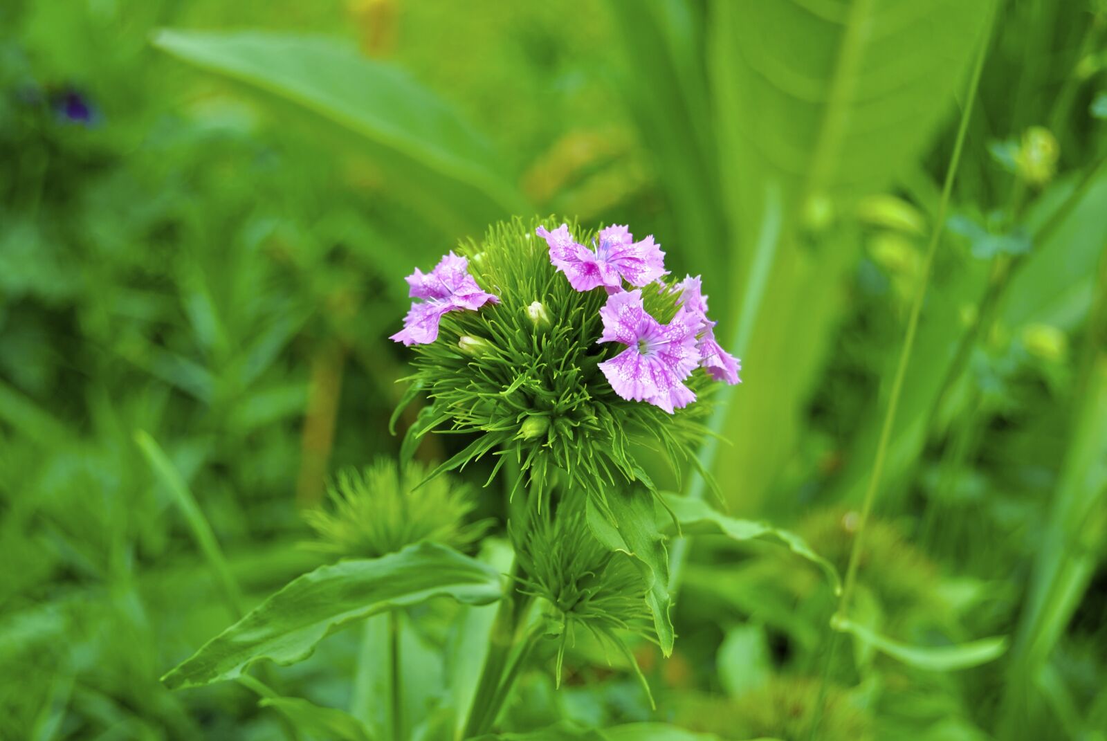 Nikon D3000 sample photo. Plant, green, leaf photography