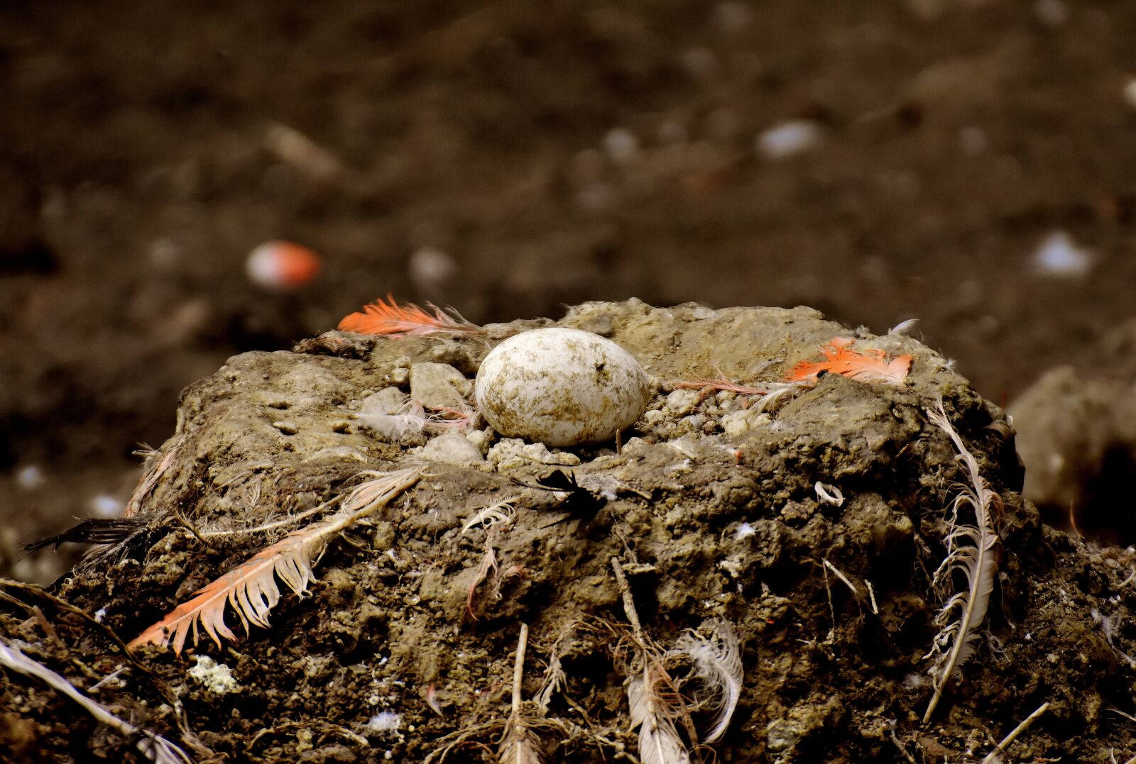 Nikon D7200 sample photo. Nest, egg, flamingo photography