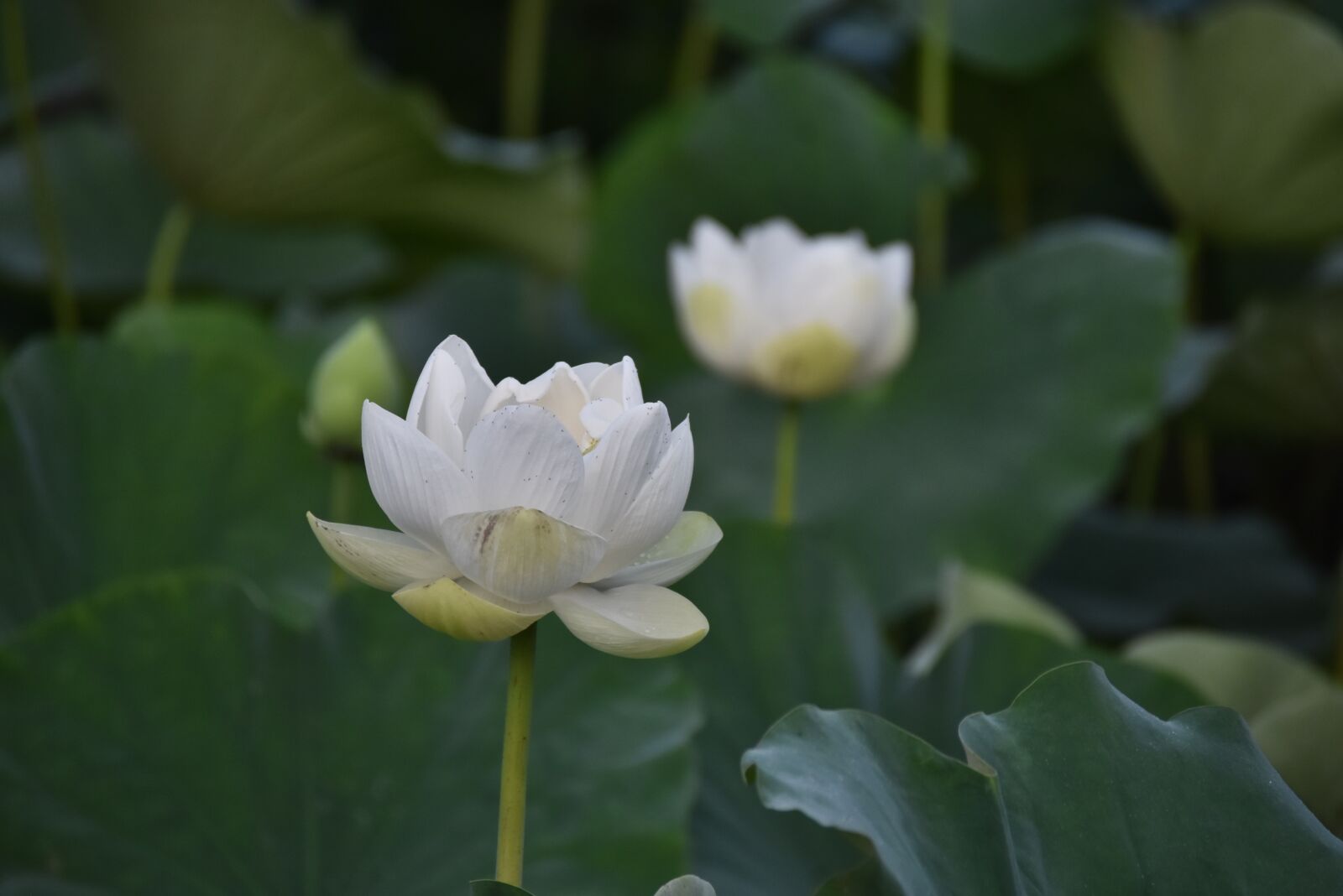 Nikon D7200 sample photo. Lotus, flower, white flower photography