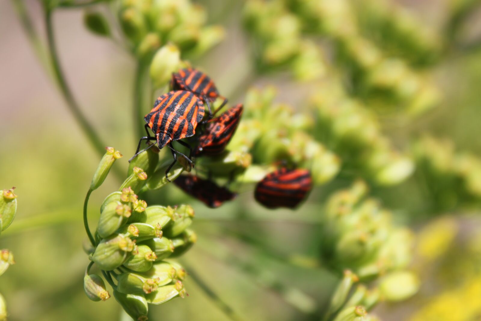 Canon EOS 500D (EOS Rebel T1i / EOS Kiss X3) sample photo. Shield bugs, insects, nature photography