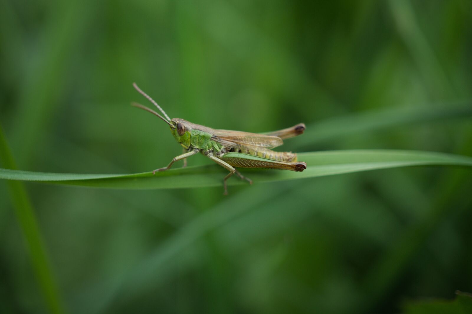 Sony Alpha NEX-3N + Sony E 30mm F3.5 Macro sample photo. Grasshopper, insect, macro photography