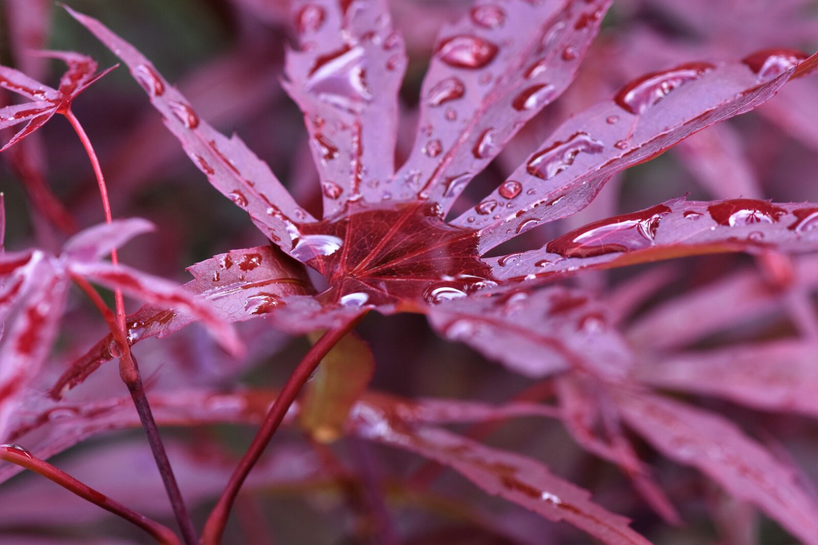 Nikon D7200 sample photo. Maple leaf, red leaf photography
