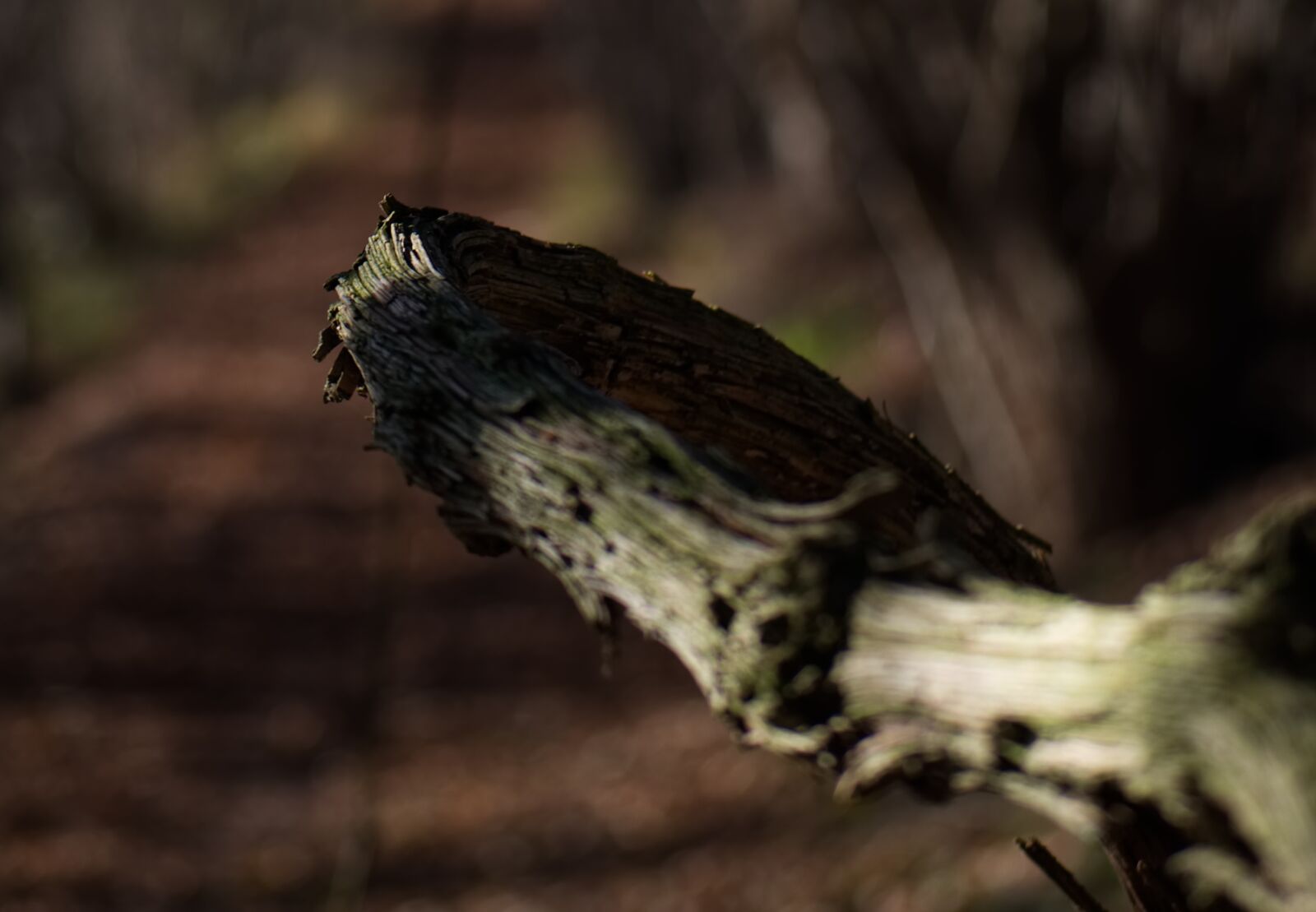 Nikon D5500 sample photo. Branch, wood, tree photography