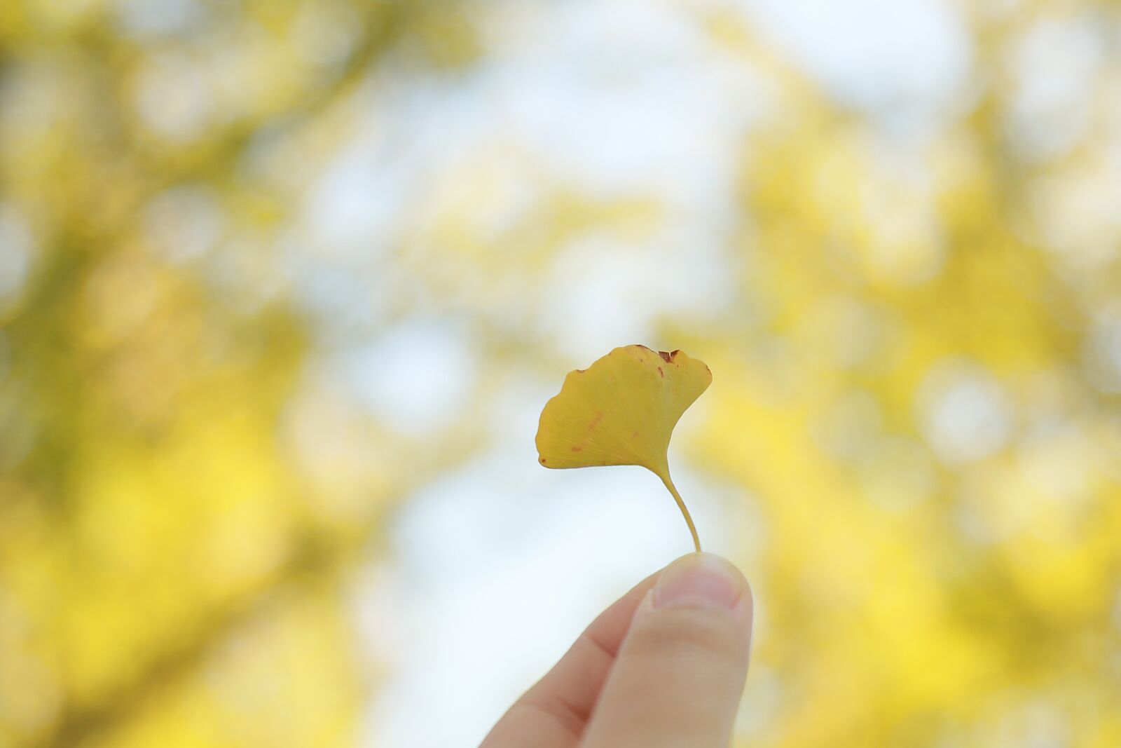 Canon EOS 6D + Canon EF 24-105mm F4L IS USM sample photo. Ginkgo, bank leaves, autumn photography
