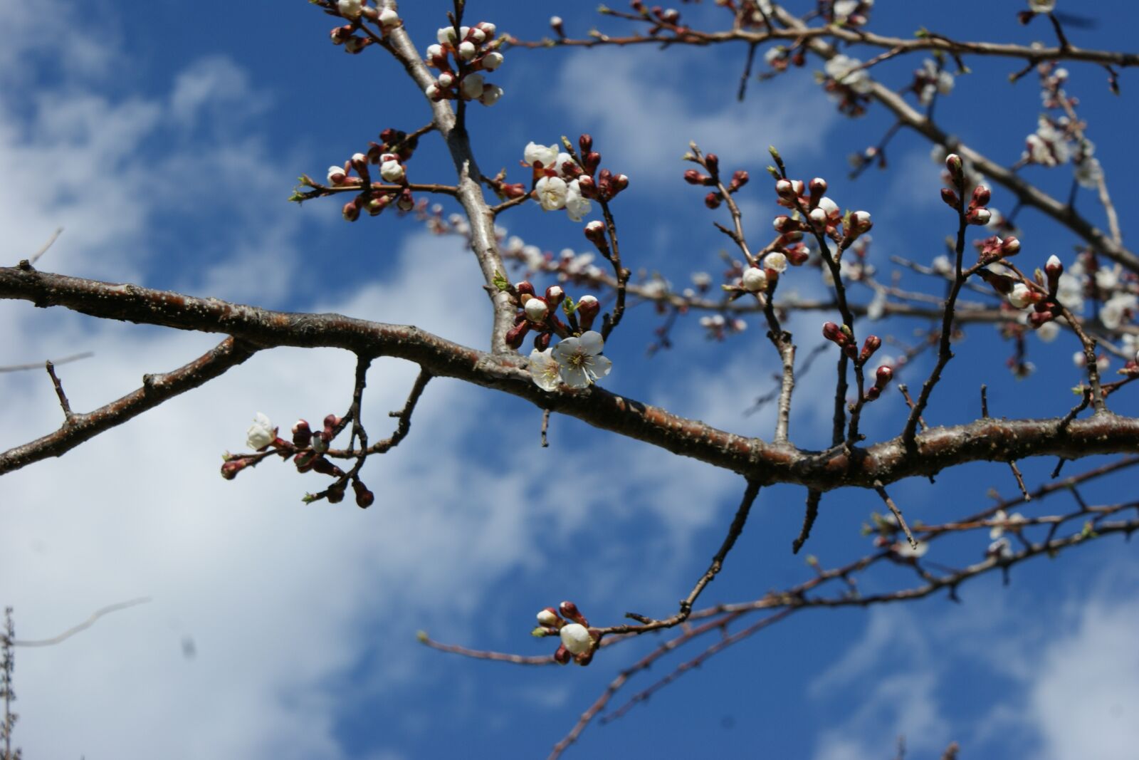 Sony Alpha DSLR-A350 sample photo. Blossom, bloom, bloom photography