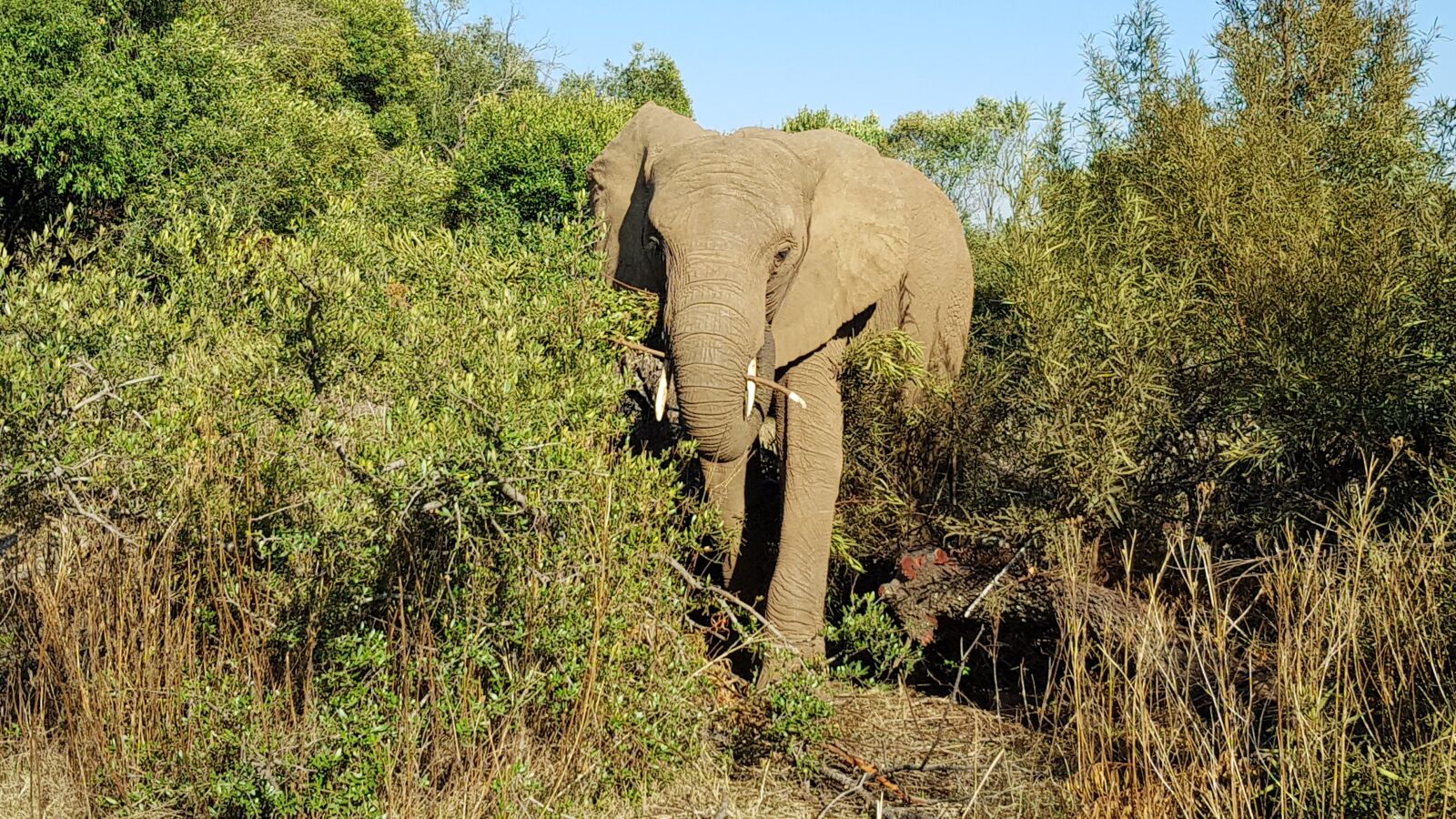 Samsung Galaxy S8 sample photo. Elephant, africa, south africa photography