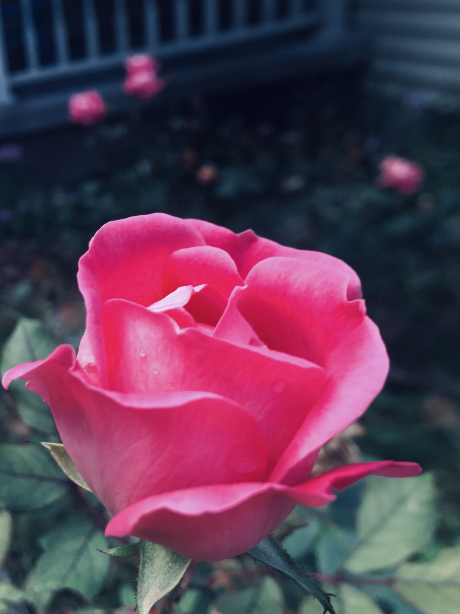 iPhone SE back camera 4.15mm f/2.2 sample photo. Rose, pretty, nature photography
