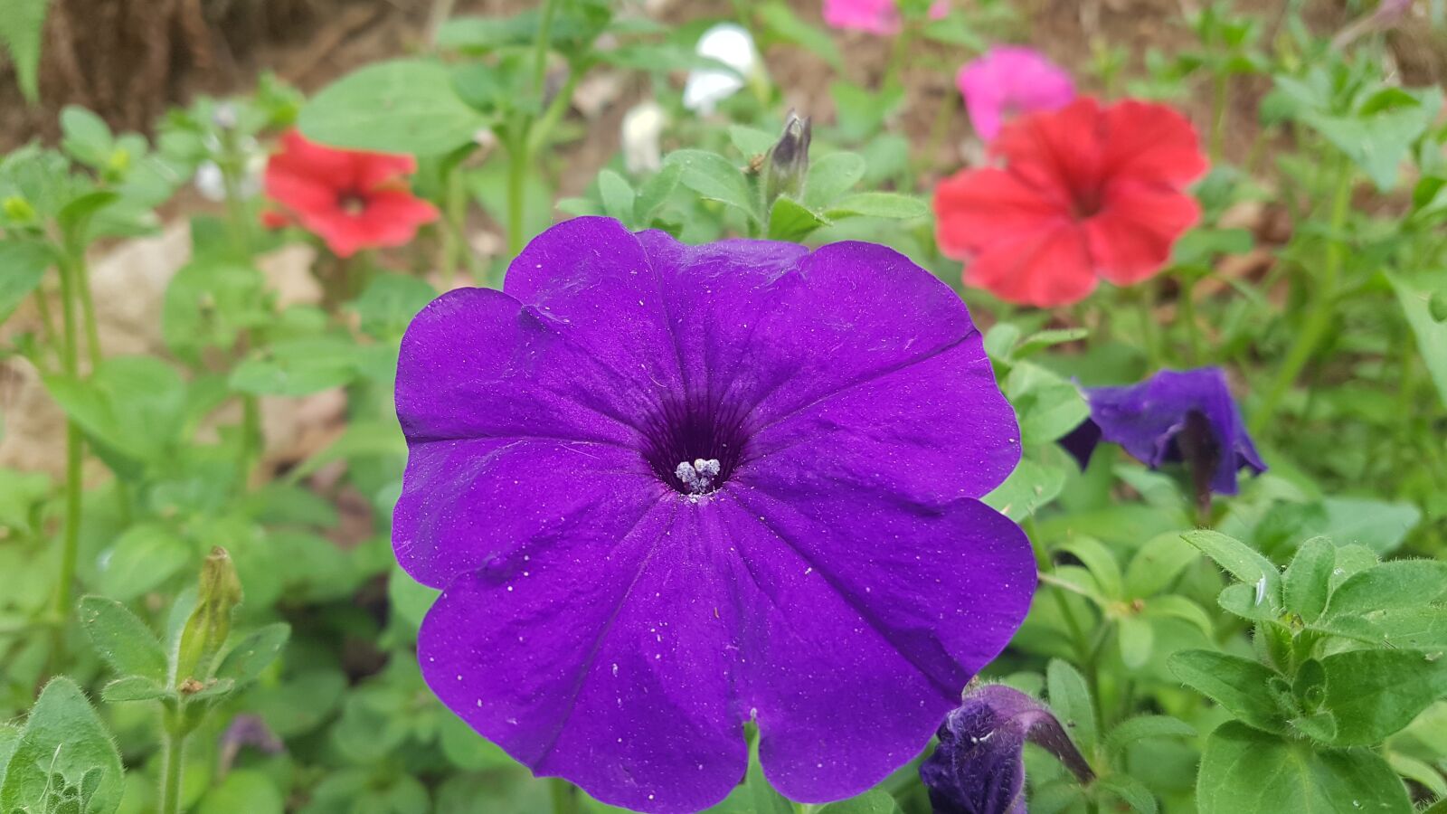 Samsung Galaxy S7 sample photo. Purple flower, flowers, purple photography