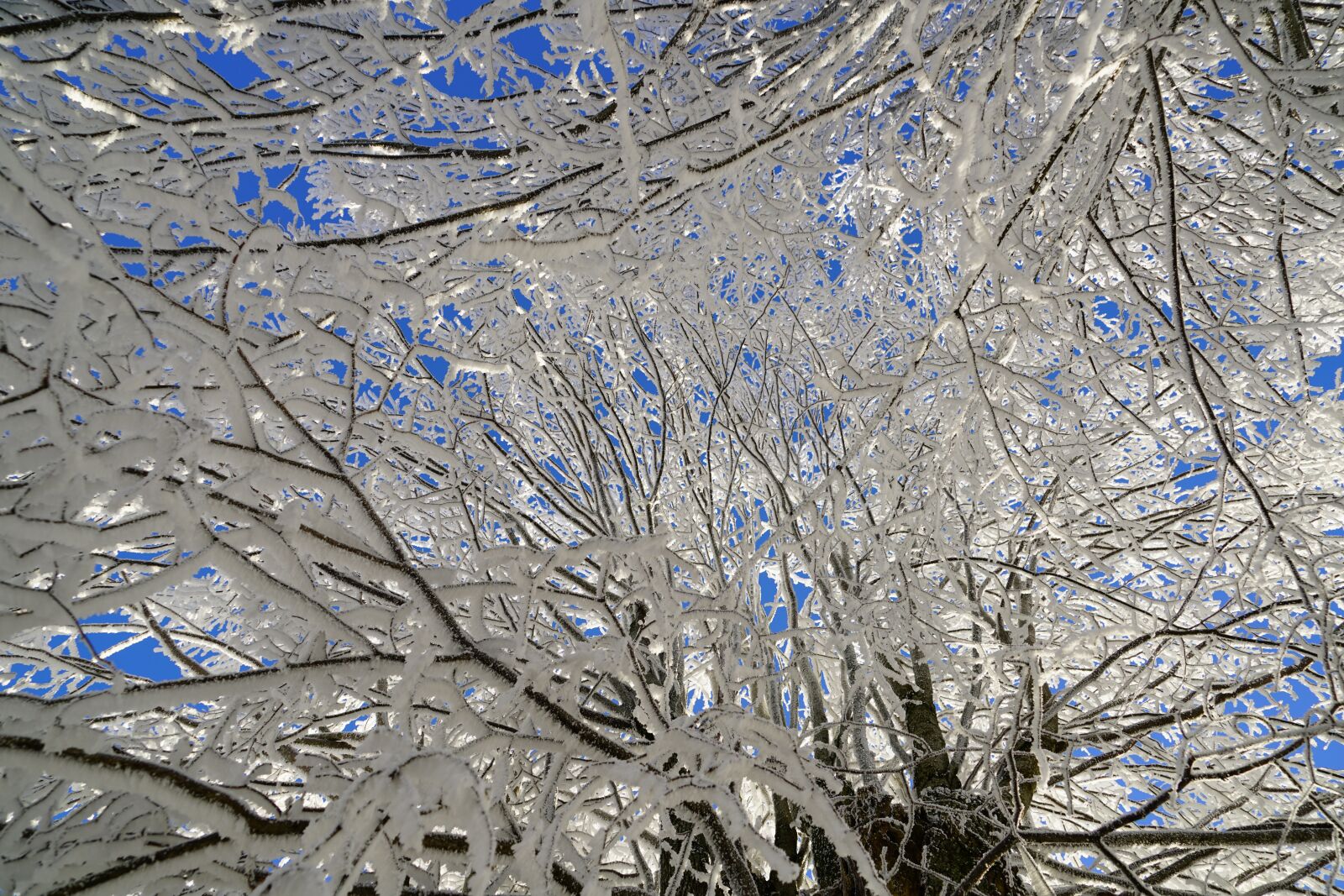 Sony a7R II + Sony FE 24-240mm F3.5-6.3 OSS sample photo. Tree, hoarfrost, branch photography