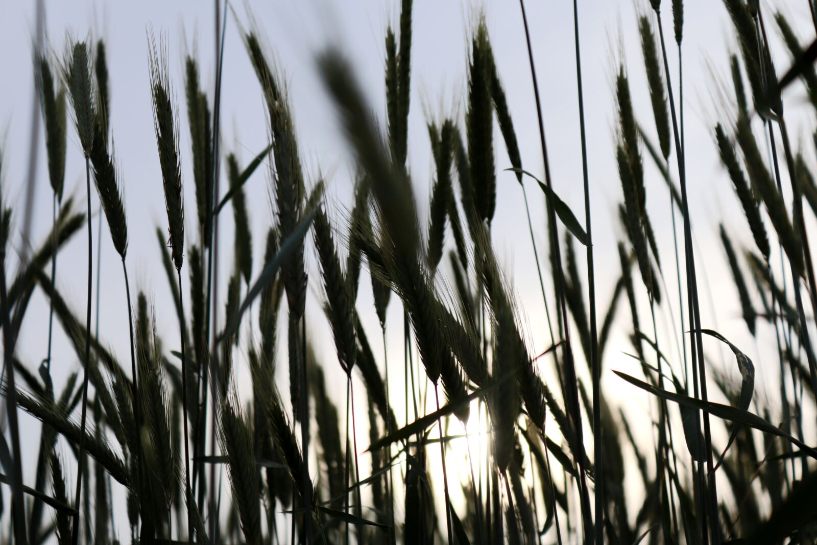 Canon EOS 200D (EOS Rebel SL2 / EOS Kiss X9) sample photo. Grain, wheat, cereals photography