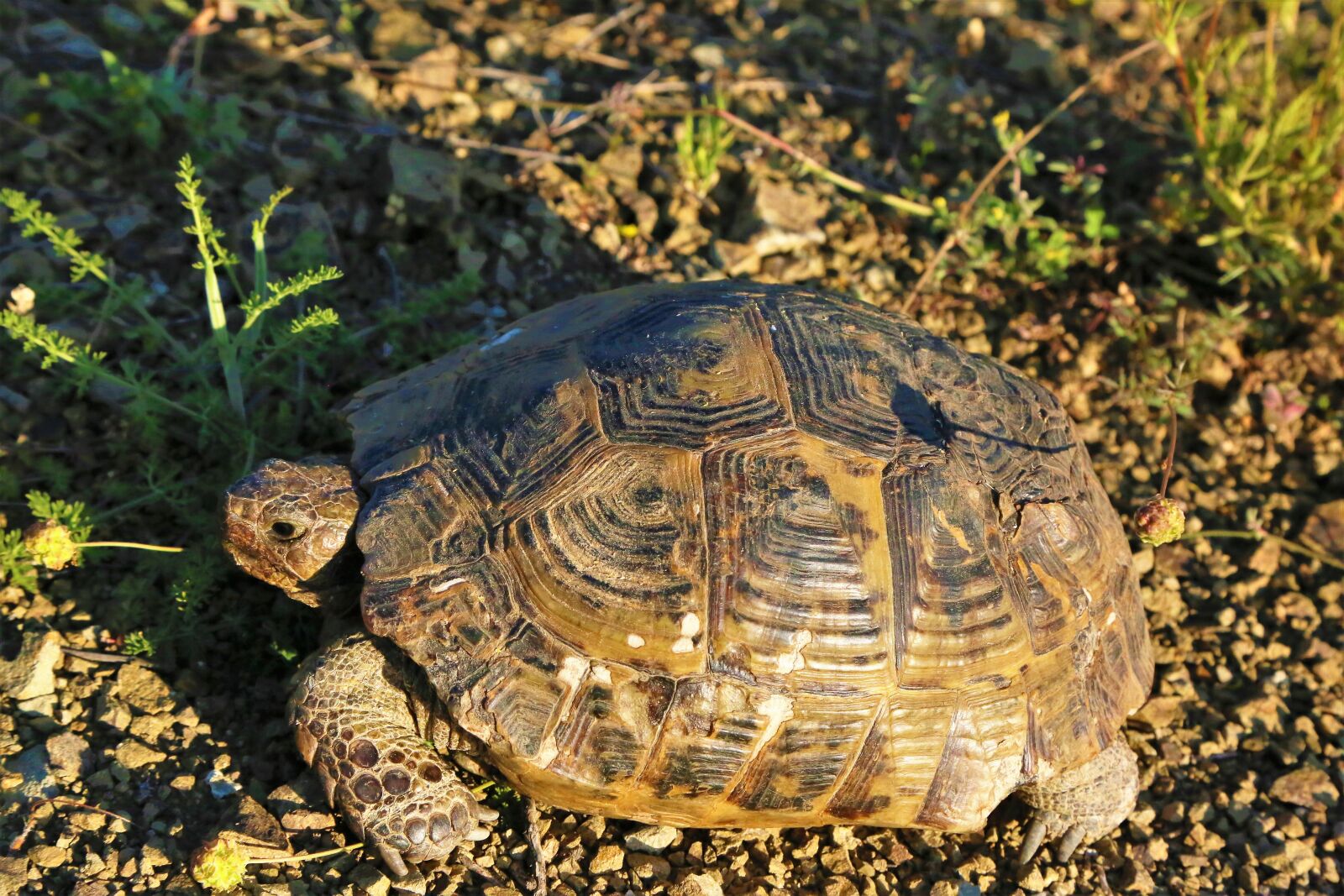 Canon EF 24-105mm F4L IS USM sample photo. Tortoise, animal, nature photography