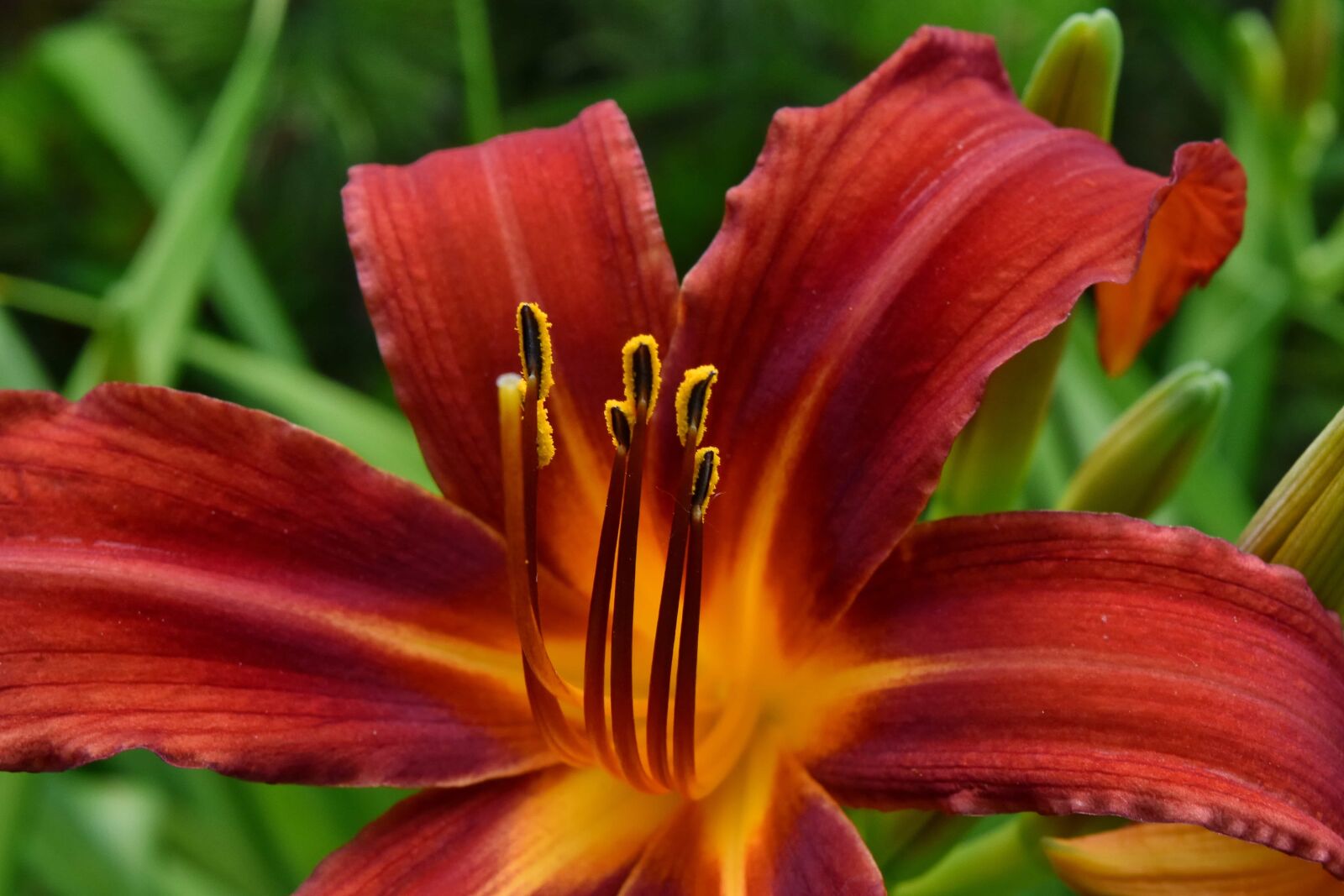 Nikon D5500 sample photo. Plant, blossom, flora, flower photography