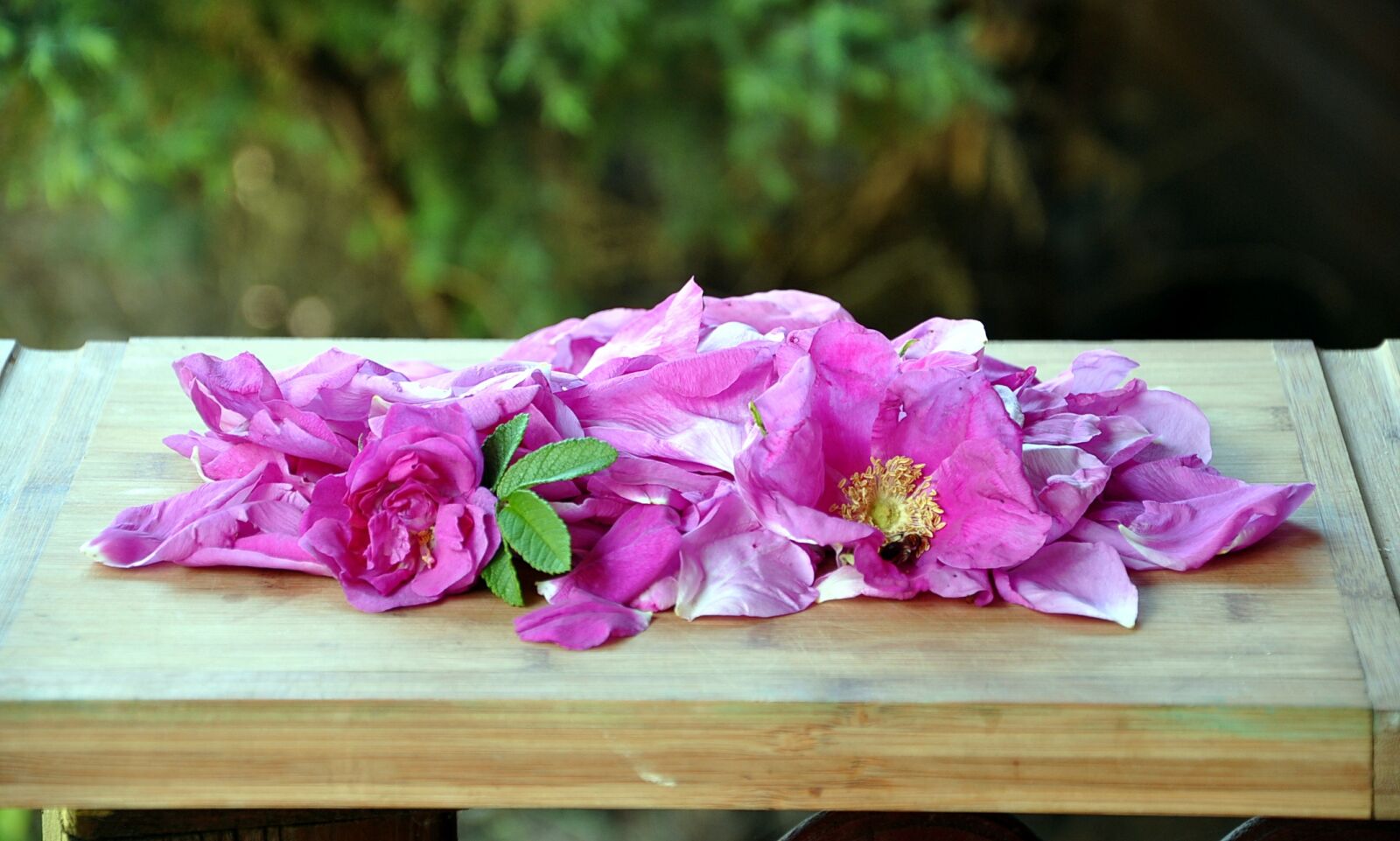 Nikon D90 sample photo. Rose, the petals, jam photography