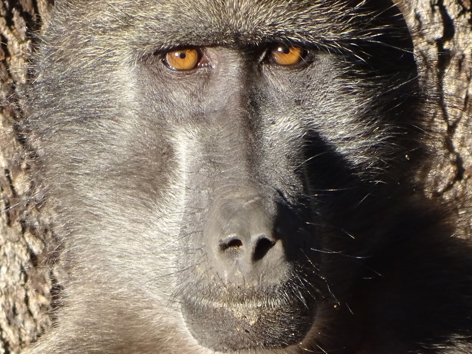 Sony Cyber-shot DSC-HX400V sample photo. Monkey, grey, baboon photography