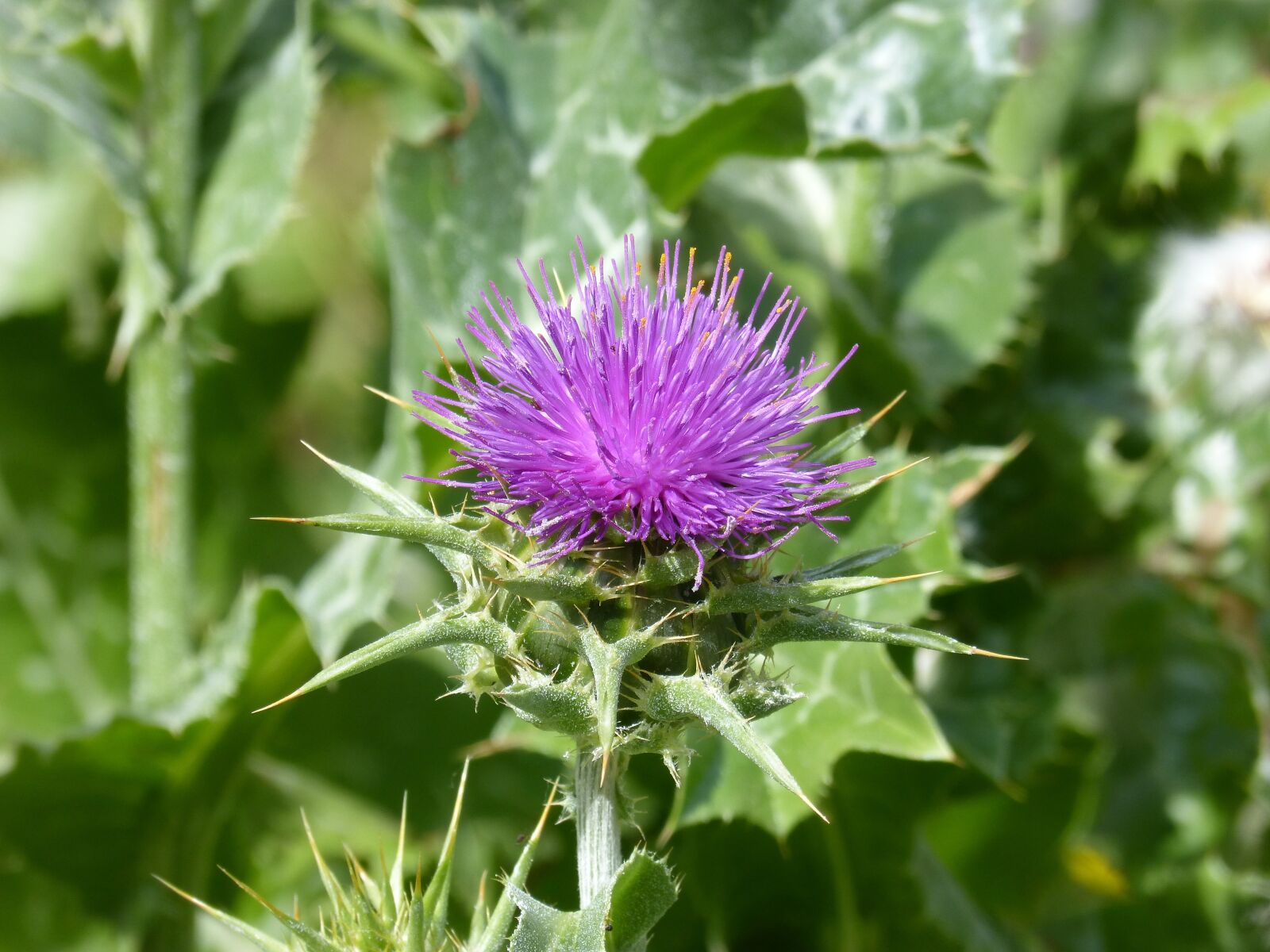 Panasonic DMC-FZ62 sample photo. Thistle, wild flower, thorns photography