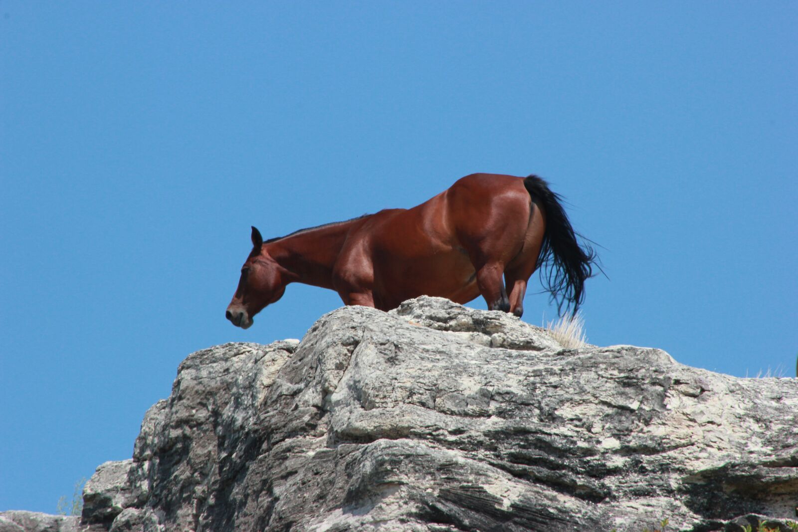 Canon EOS 550D (EOS Rebel T2i / EOS Kiss X4) sample photo. Horse, animal, breed photography