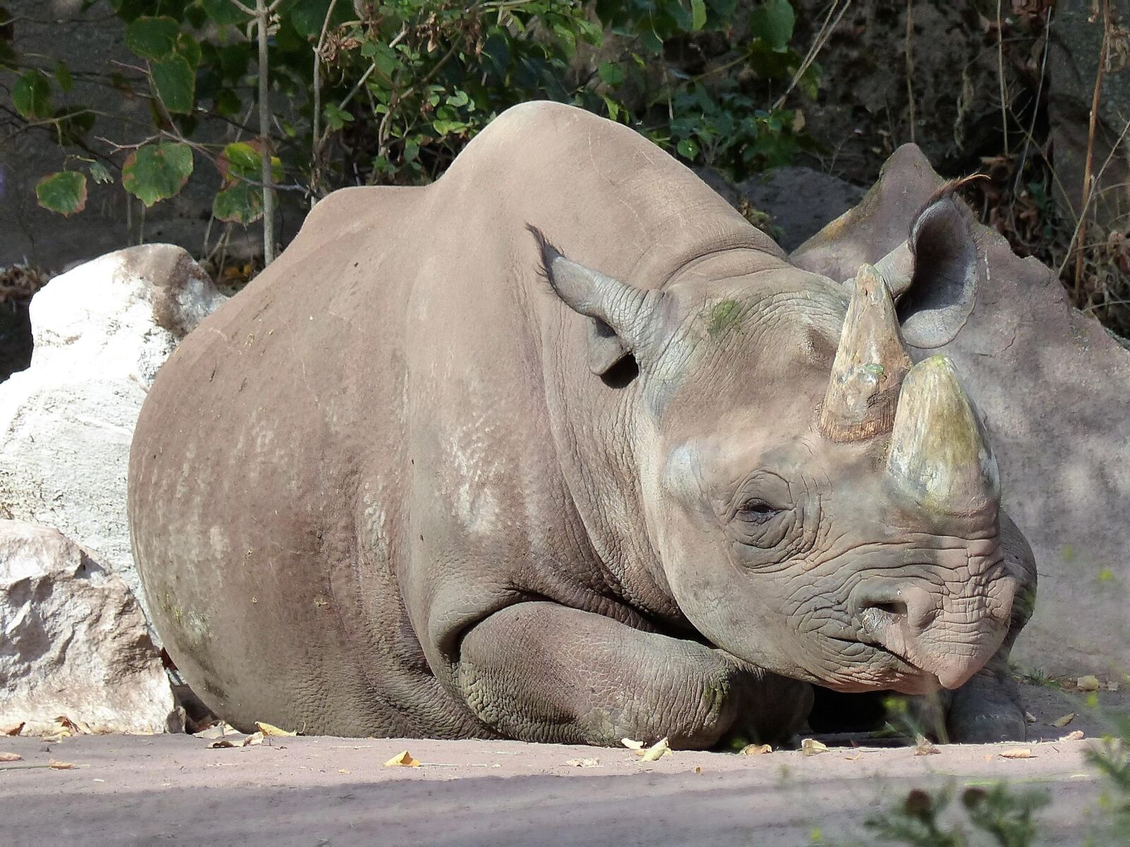 Panasonic Lumix DMC-FZ200 sample photo. Rhino, black rhino, zoo photography