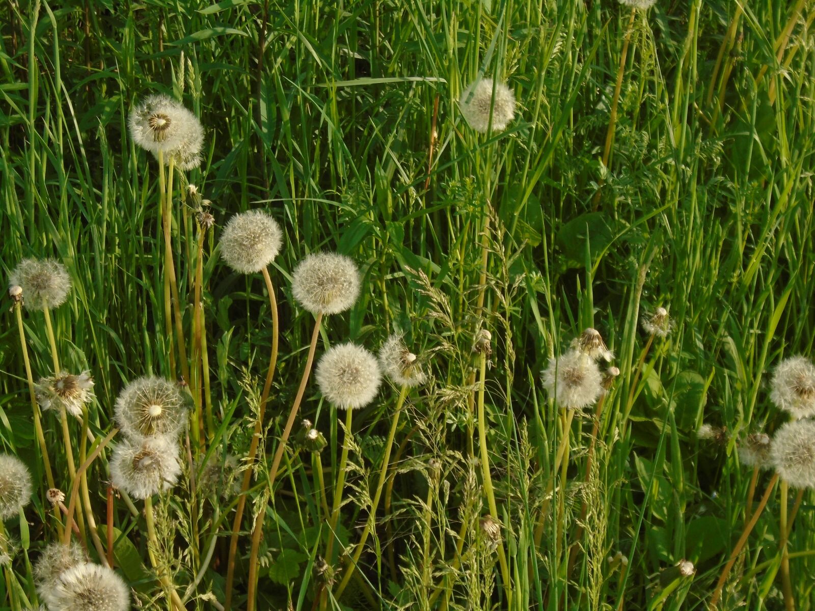 Sony Cyber-shot DSC-W800 sample photo. Dandelion, green, plant photography