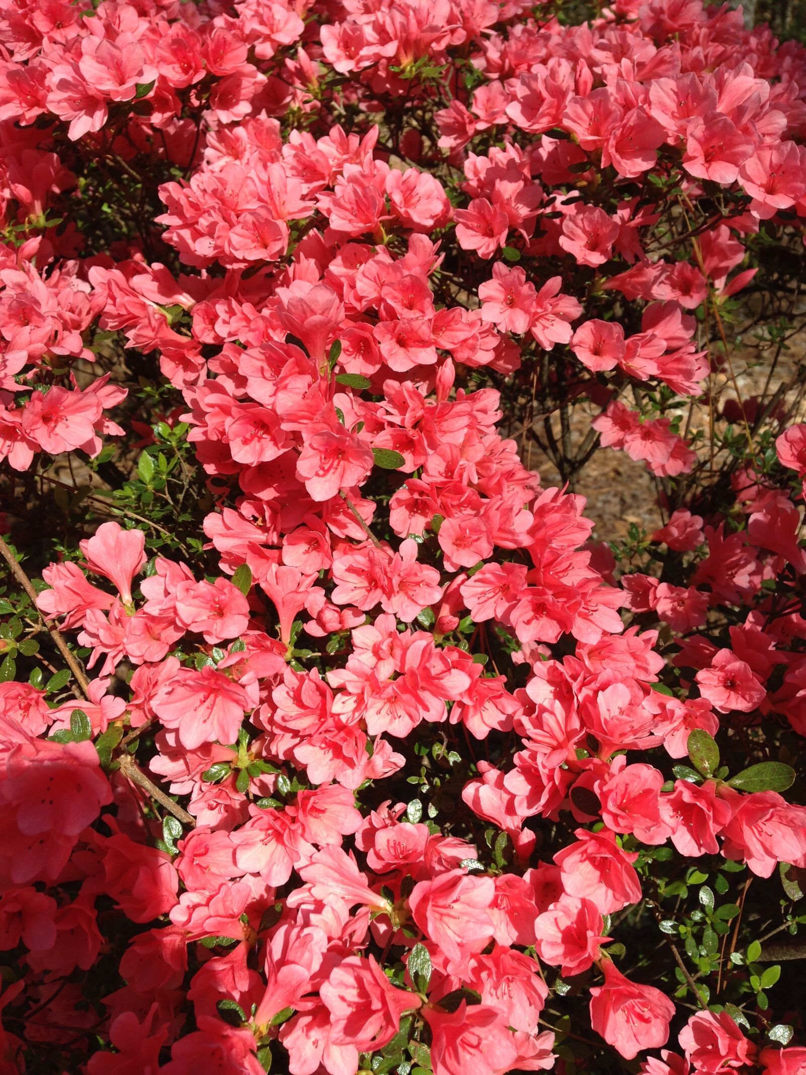 iPhone 5c back camera 4.12mm f/2.4 sample photo. Coral, flowers, bloom photography