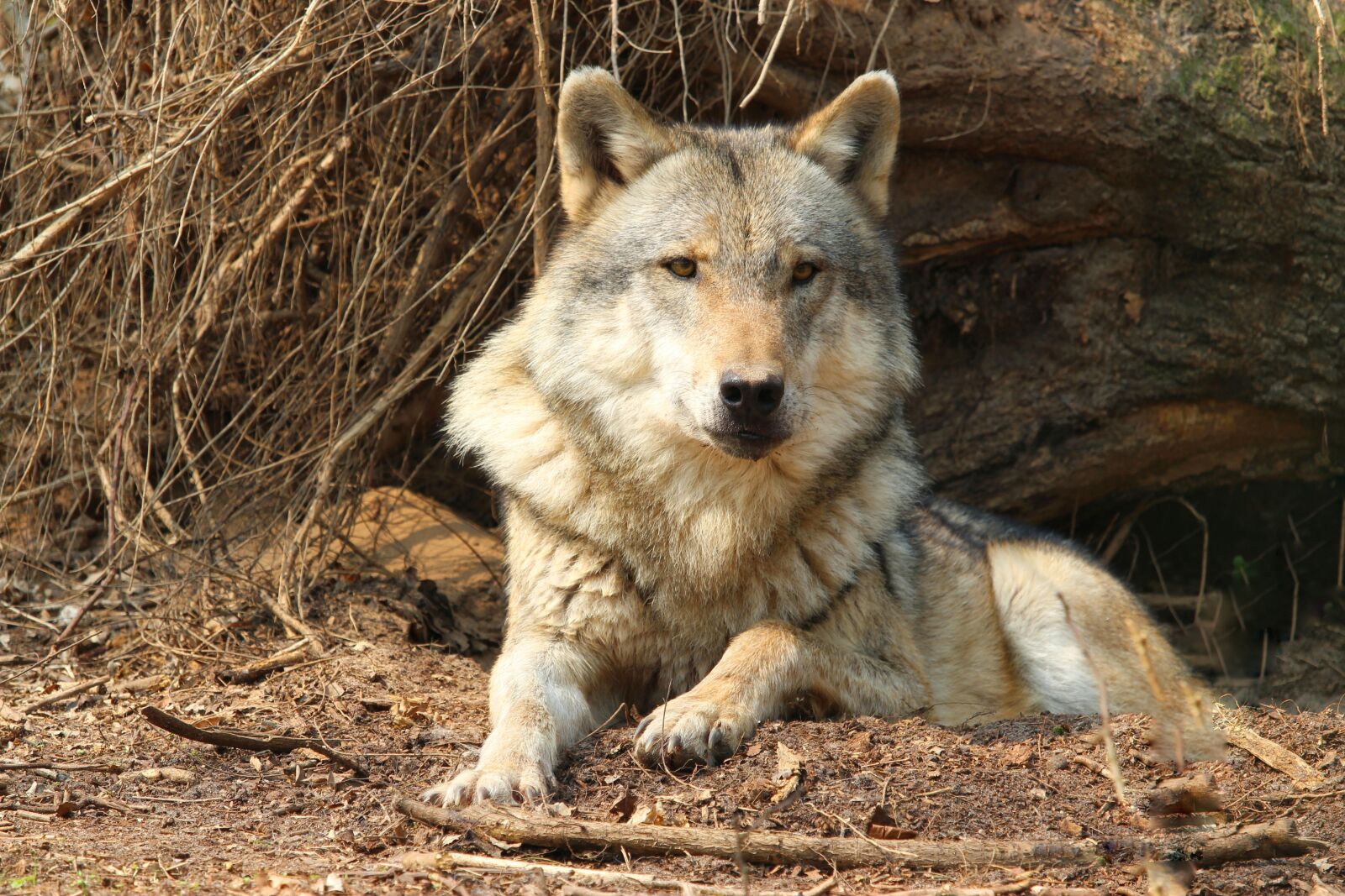 Canon EF-S 55-250mm F4-5.6 IS STM sample photo. Nature, mammal, carnivores photography