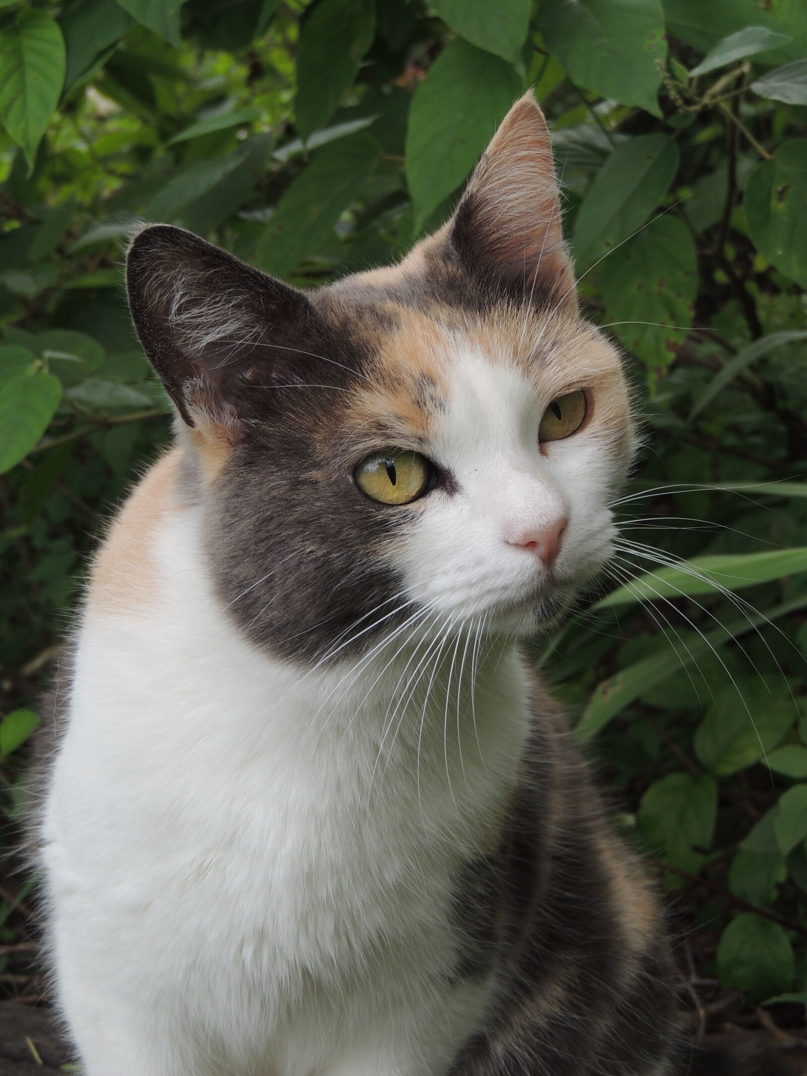 Nikon Coolpix P510 sample photo. Bella, beauty, gata photography
