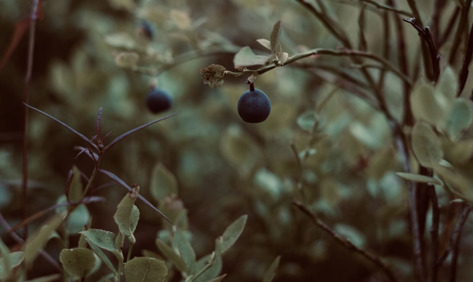 Fujifilm XF 35mm F1.4 R sample photo. Blueberry, summer, nature photography