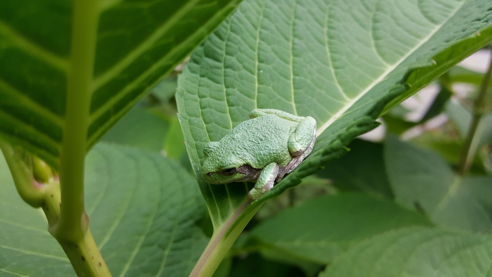 Samsung Galaxy Note5 sample photo. Frog, toad, green photography