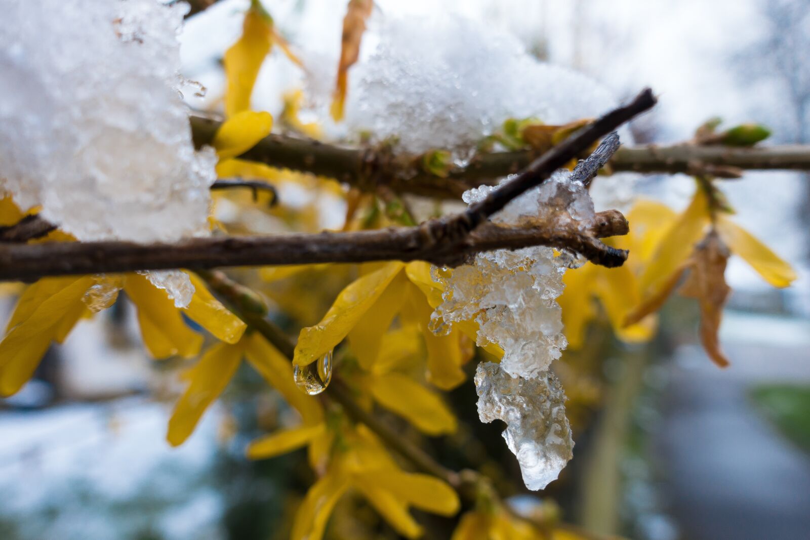 Sony Cyber-shot DSC-RX100 III sample photo. Winter blast, snow, melt photography