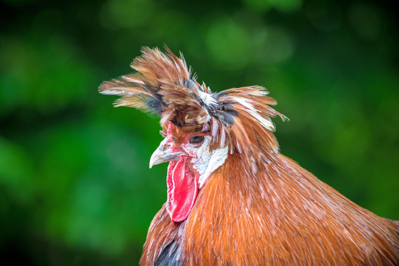 Canon EF 70-300mm F4-5.6 IS USM sample photo. Hahn, bird, animal photography