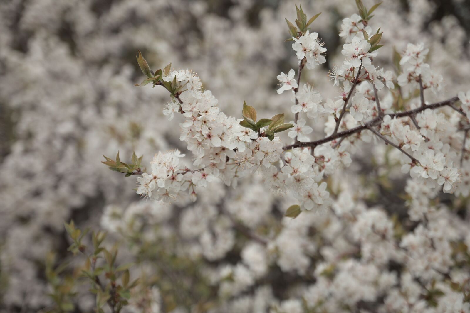 Canon EOS 550D (EOS Rebel T2i / EOS Kiss X4) sample photo. Spring, nature, flowers photography