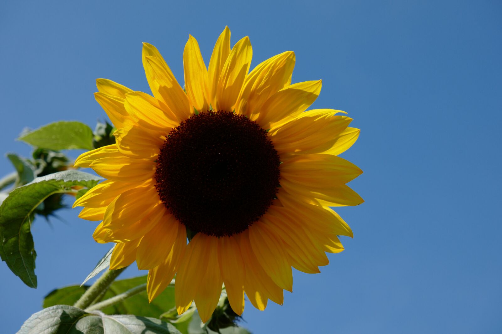 Vario-Elmar TL 1:3.5-5.6 / 18-56 ASPH. sample photo. Sunflower, yellow, summer photography