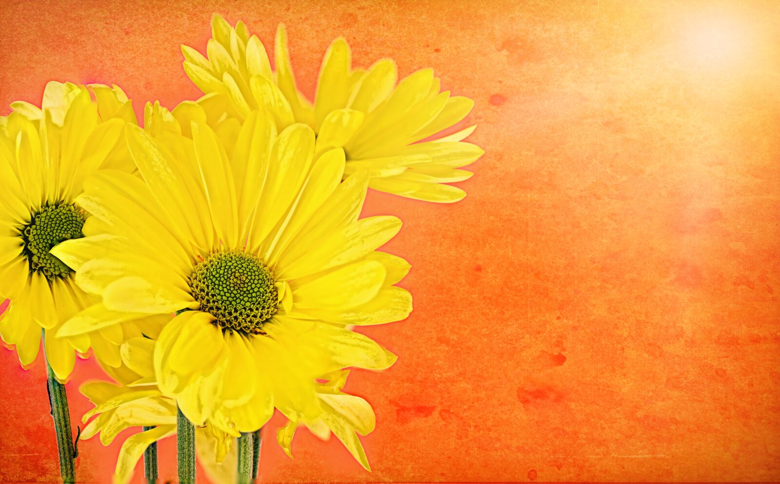 Canon EOS 5D Mark III sample photo. Daisies, yellow, orange photography