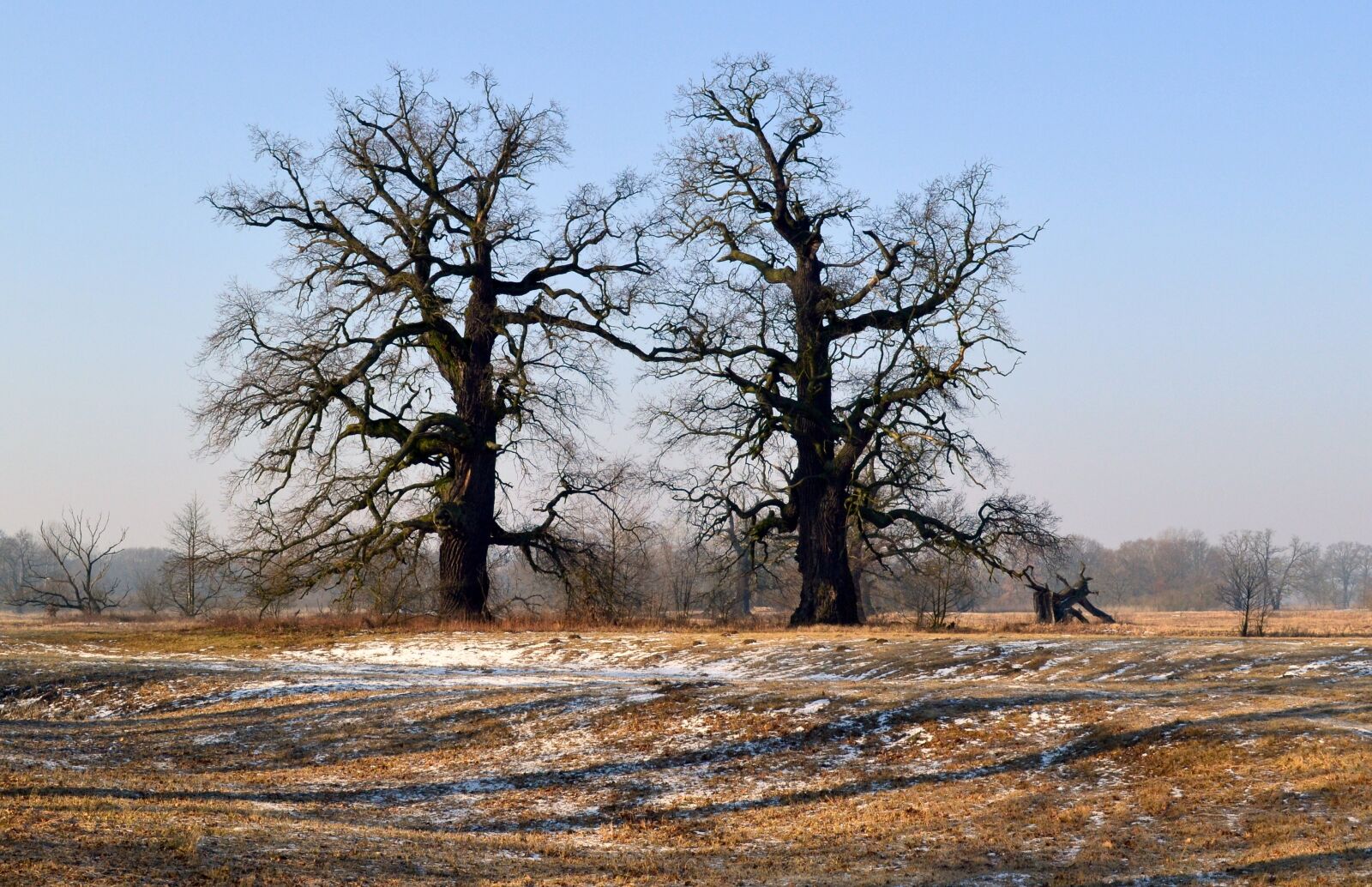 Nikon D3100 sample photo. Nature, tree, winter photography