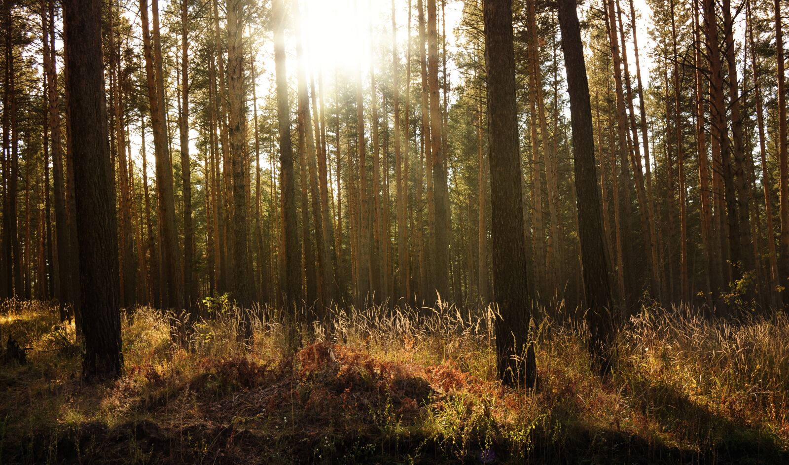 Nikon D5000 sample photo. Nature, forest, sun photography