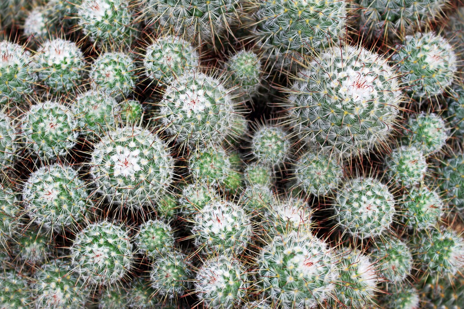 Canon EOS 700D (EOS Rebel T5i / EOS Kiss X7i) sample photo. Cacti, cactuses, desert photography